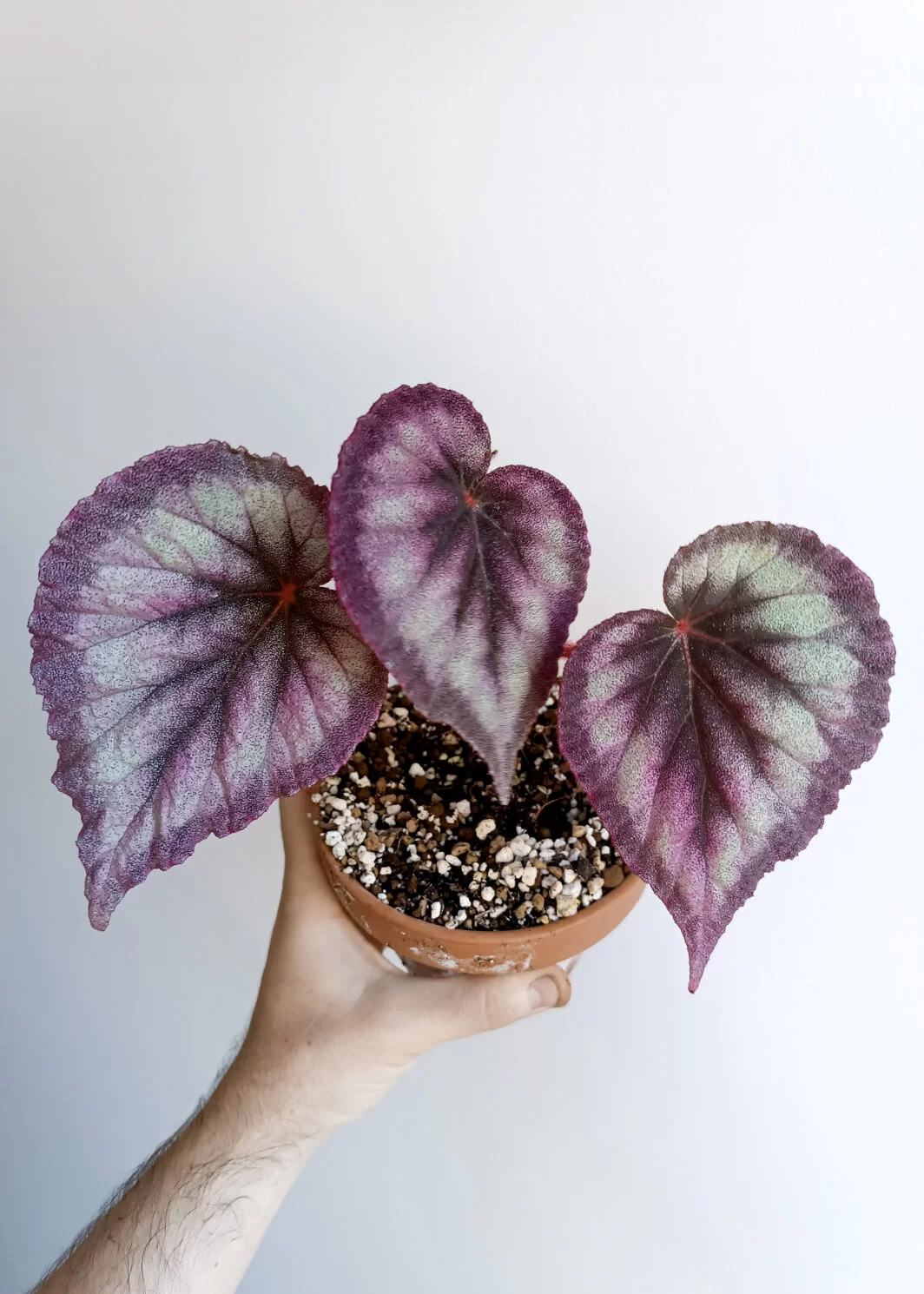 Begonia Flamingo Soul