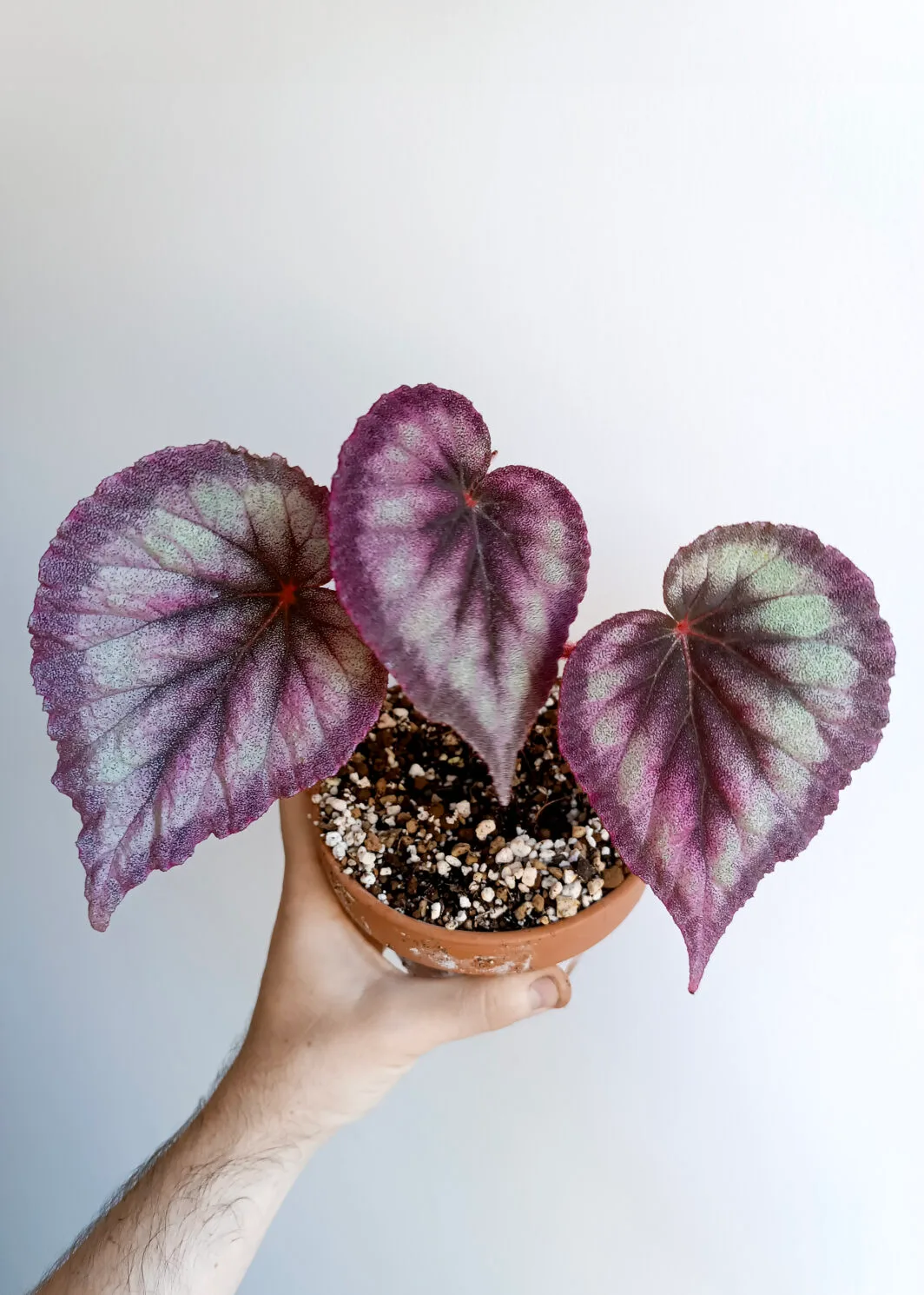 Begonia Flamingo Soul