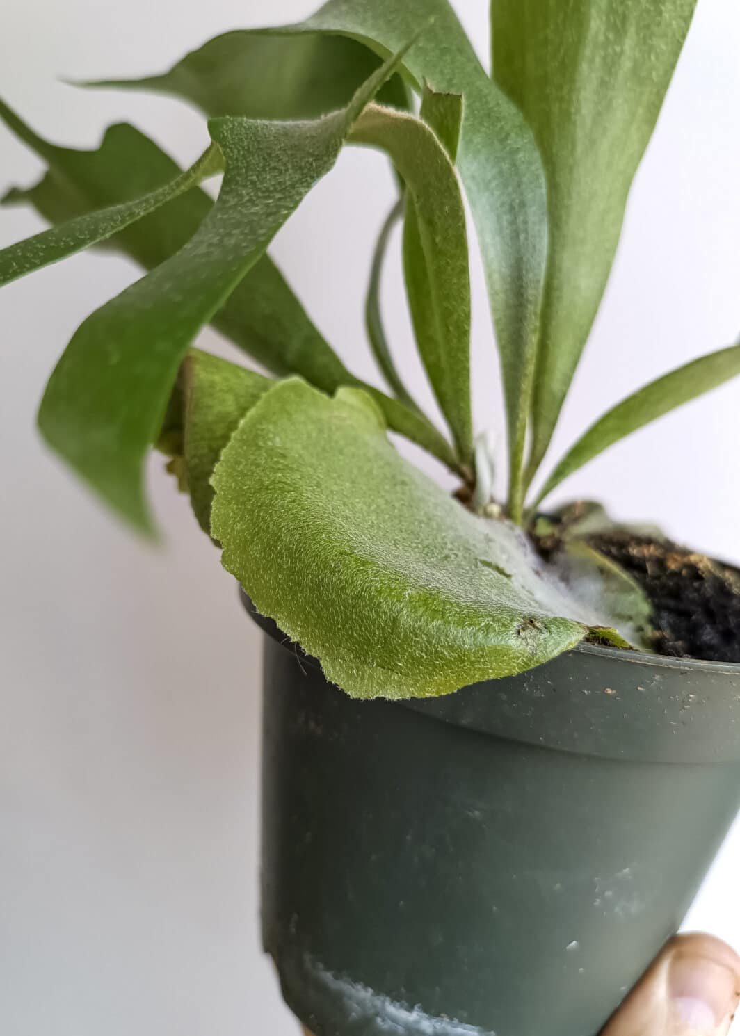 Platycerium bifurcatum Cuerno de alce