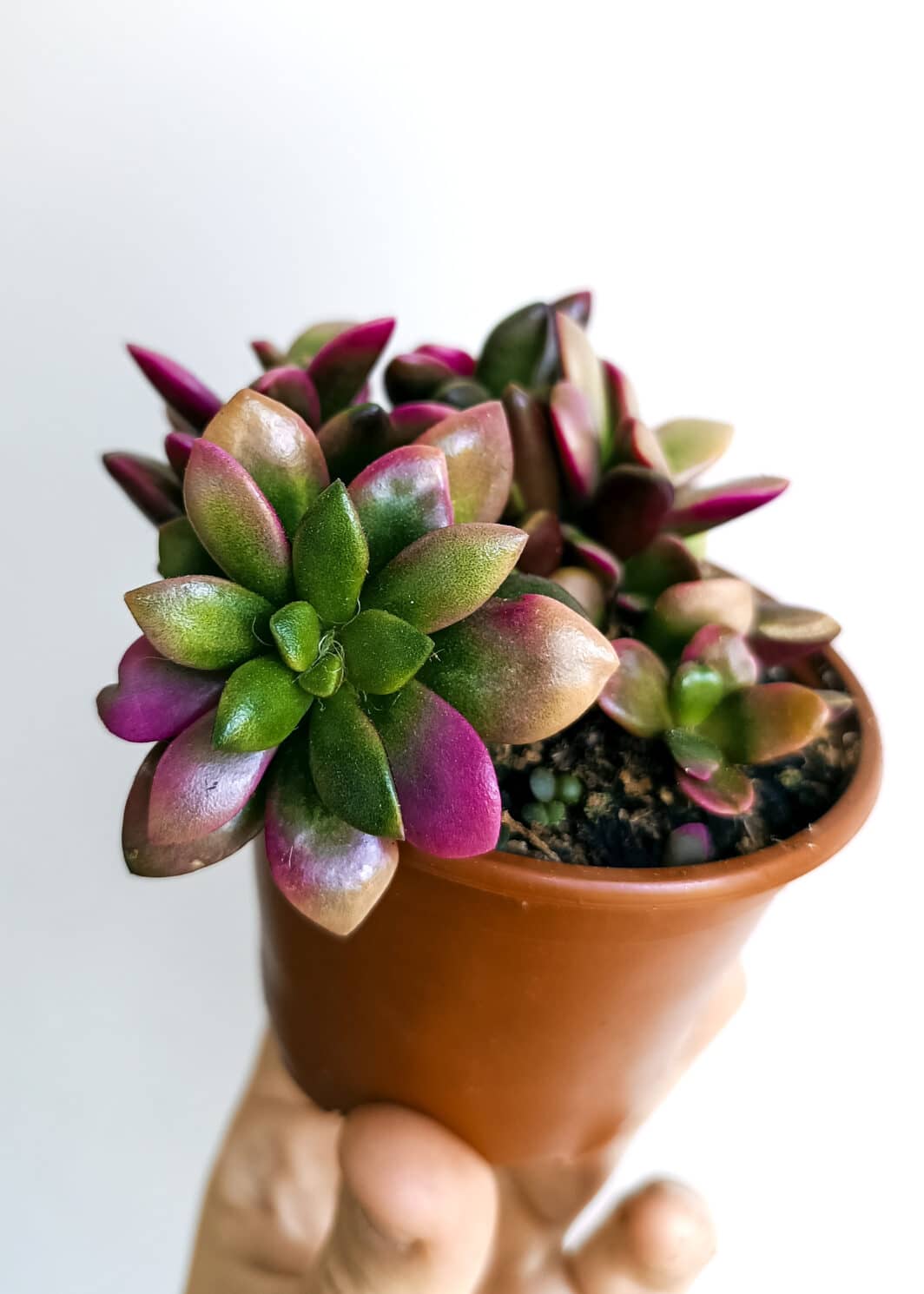 Anacampseros Lever de soleil