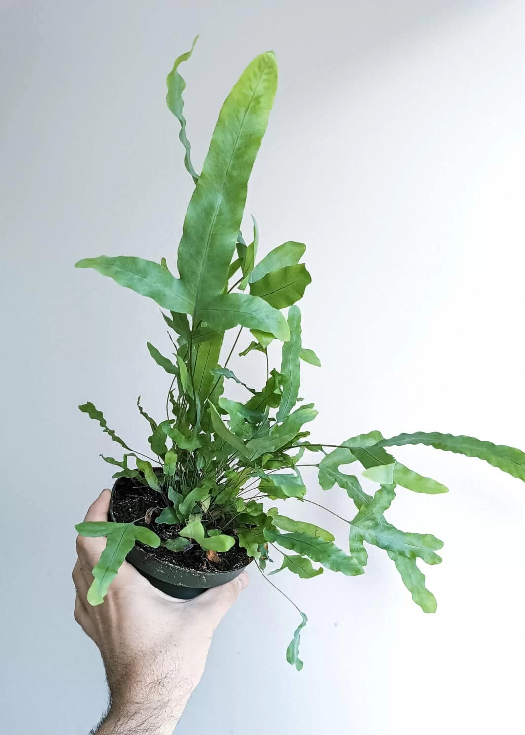 Phlebodium aureum Blue Star