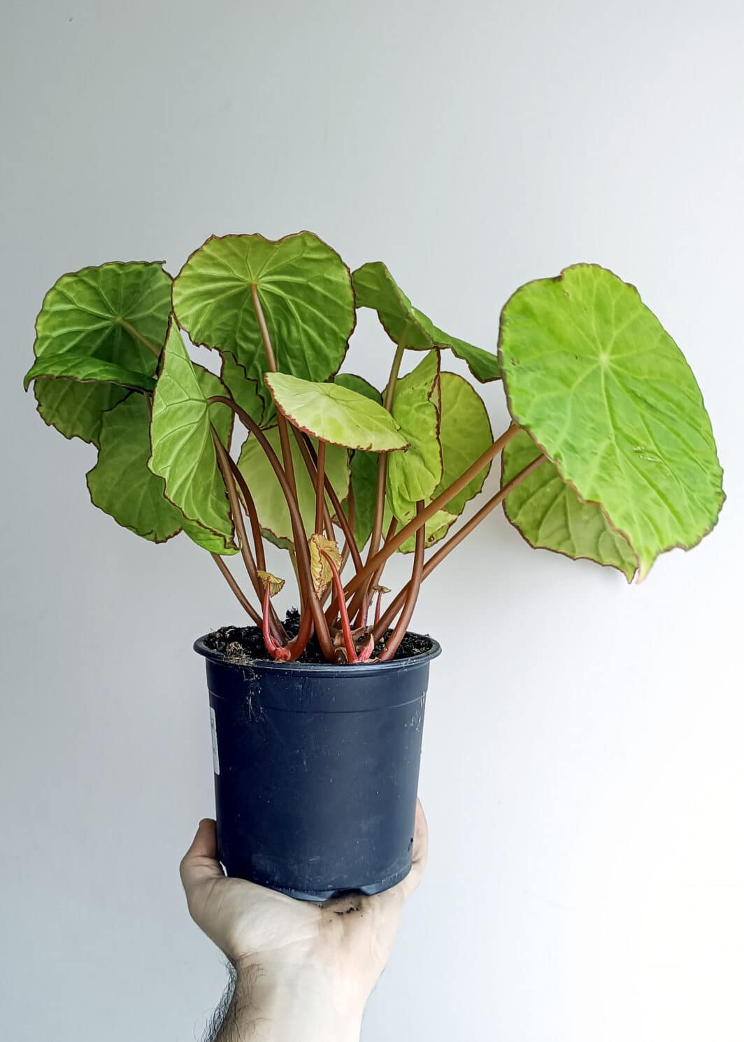 Begonia scapigera XL