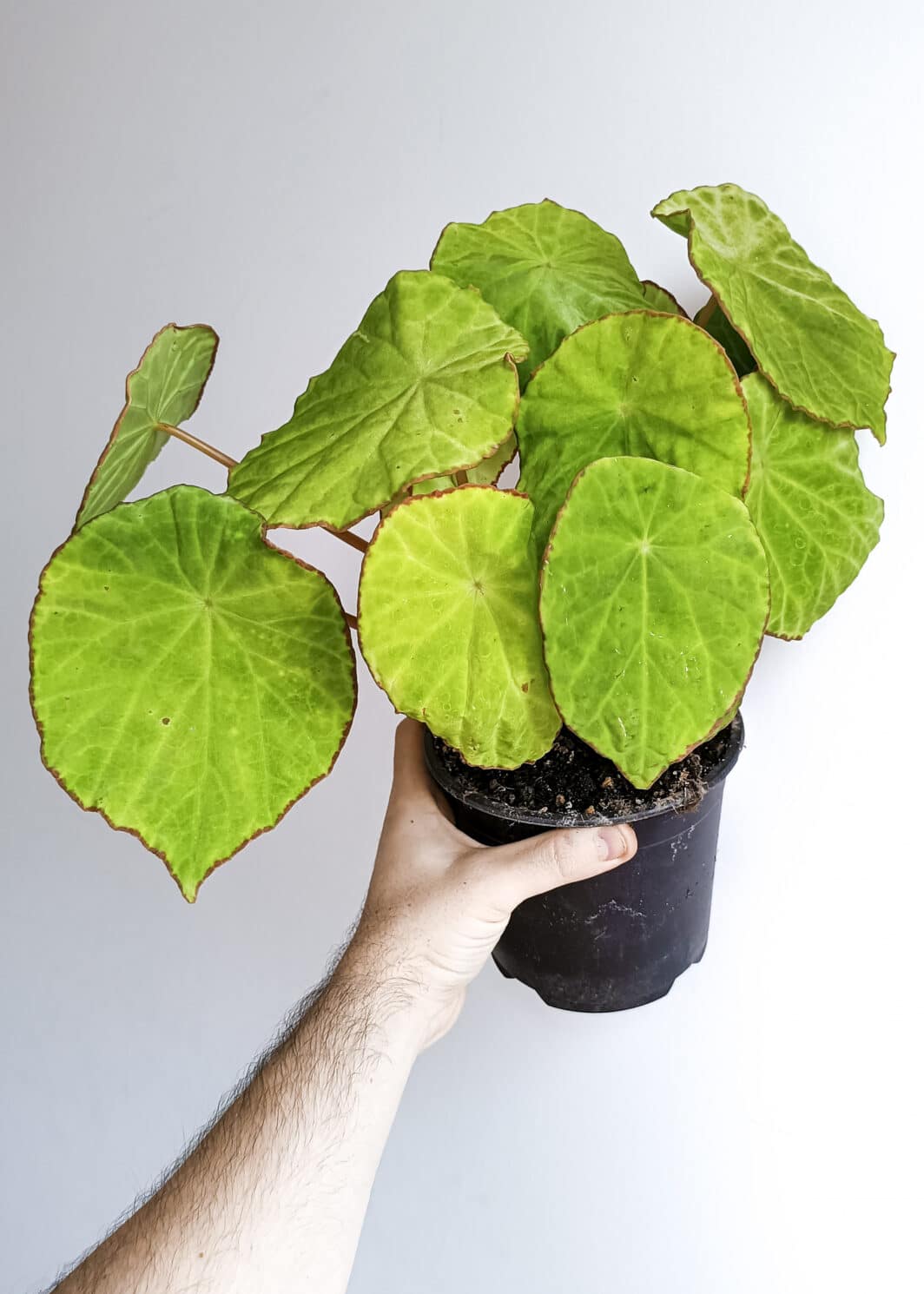 Begonia scapigera XL