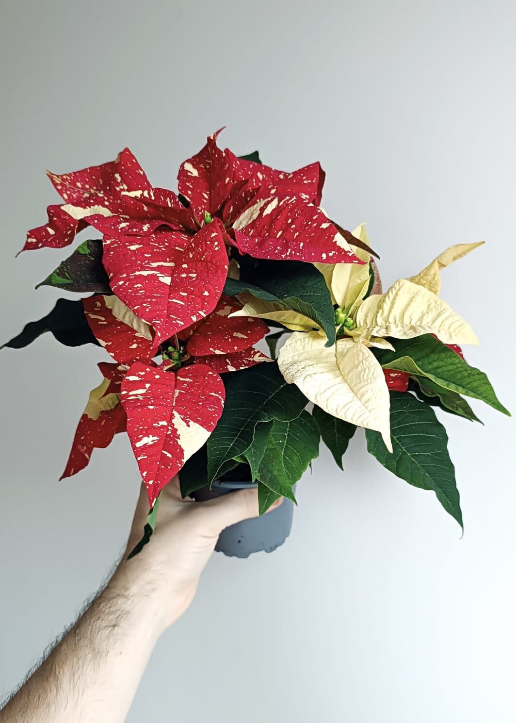 Poinsettia Flor de Pascua Variegada