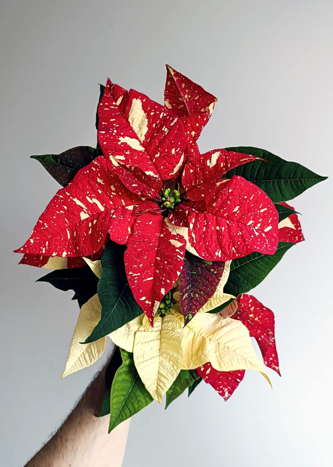 Poinsettia Flor de Pascua Variegada