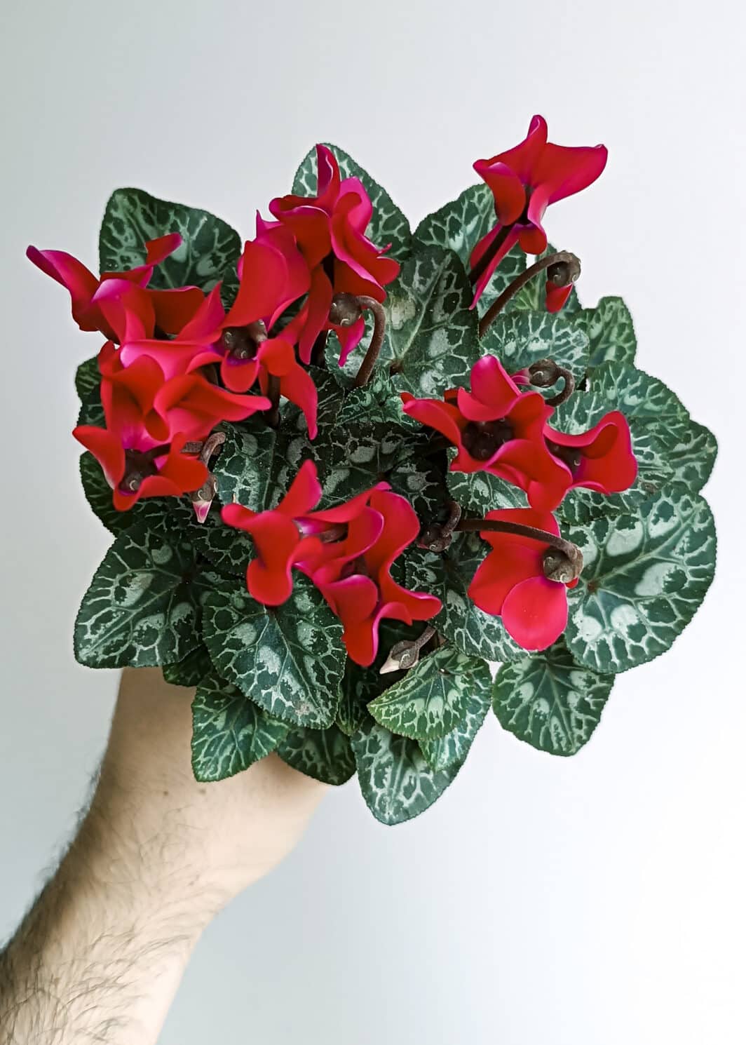 cyclamen rouge