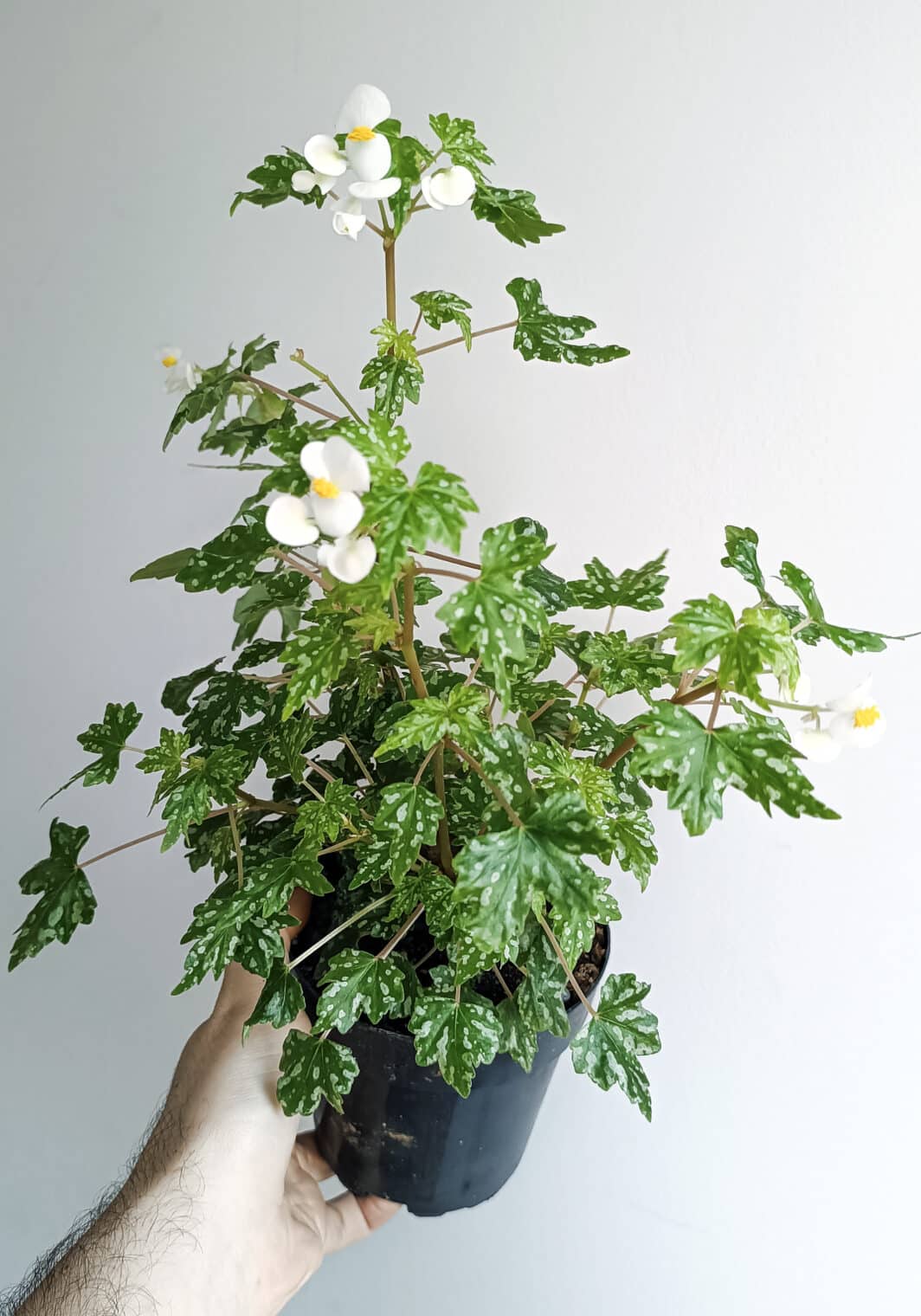 Begonia shepherdii ( bonsai )