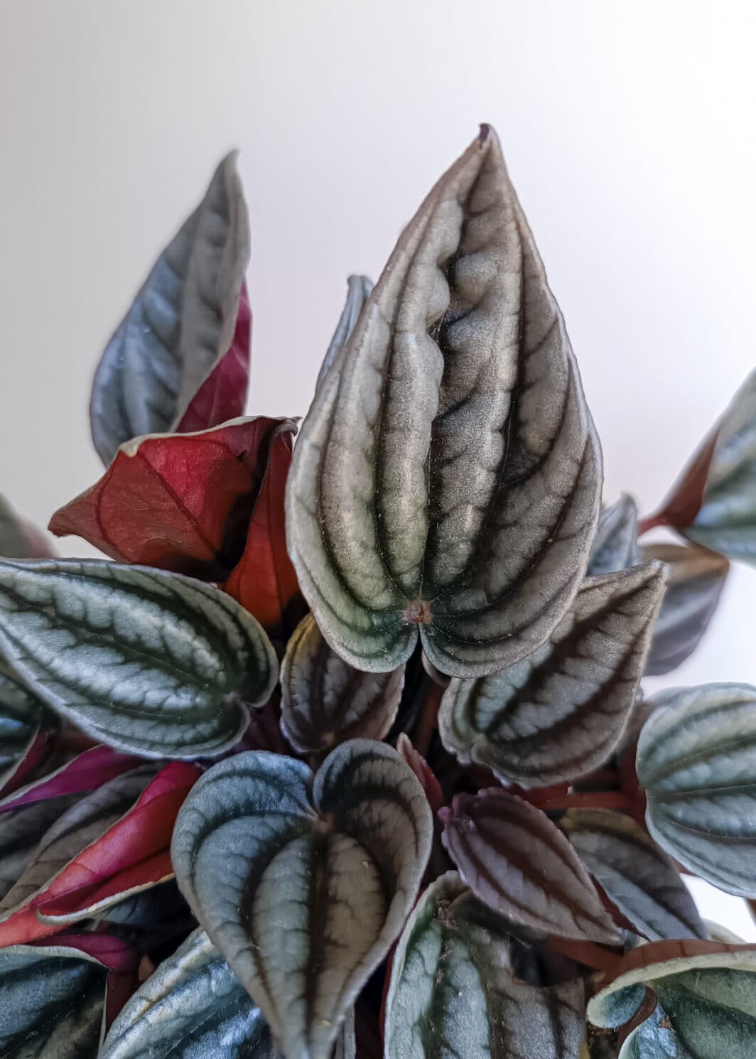 Peperomia Mendoza