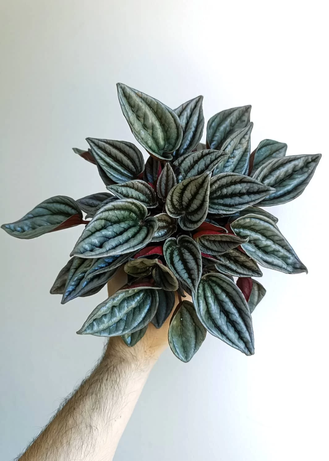 Peperomia Mendoza