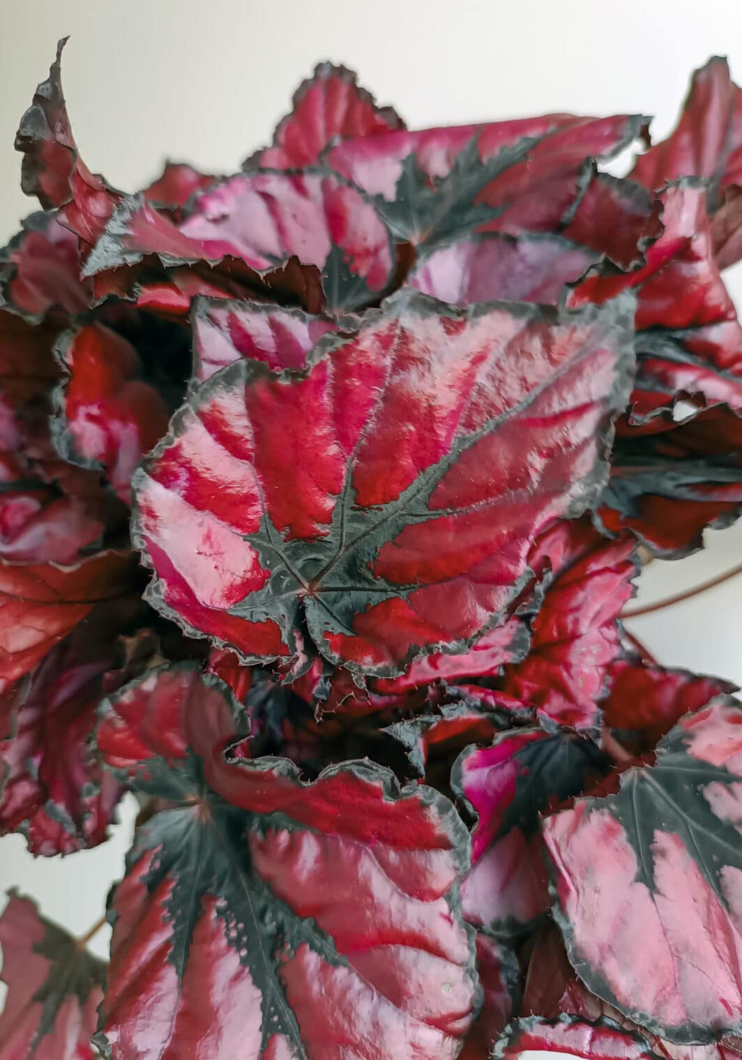 Begonia red kiss L