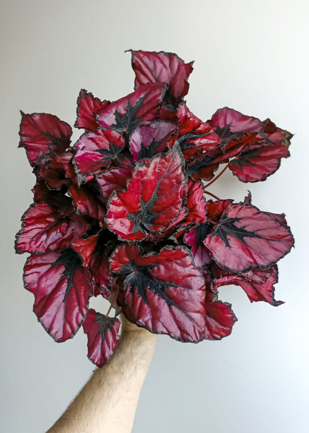 ベゴニア図鑑 Begonias of Peninsular Malaysia Begonias of