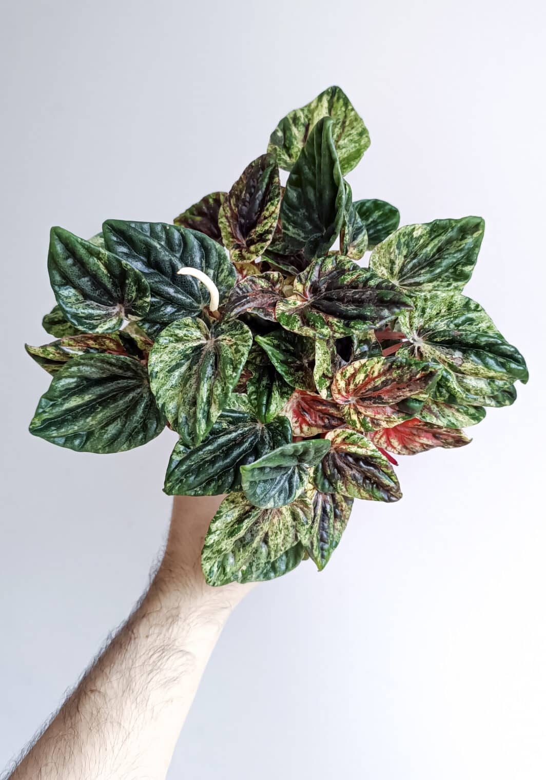Peperomia Buenos Aires