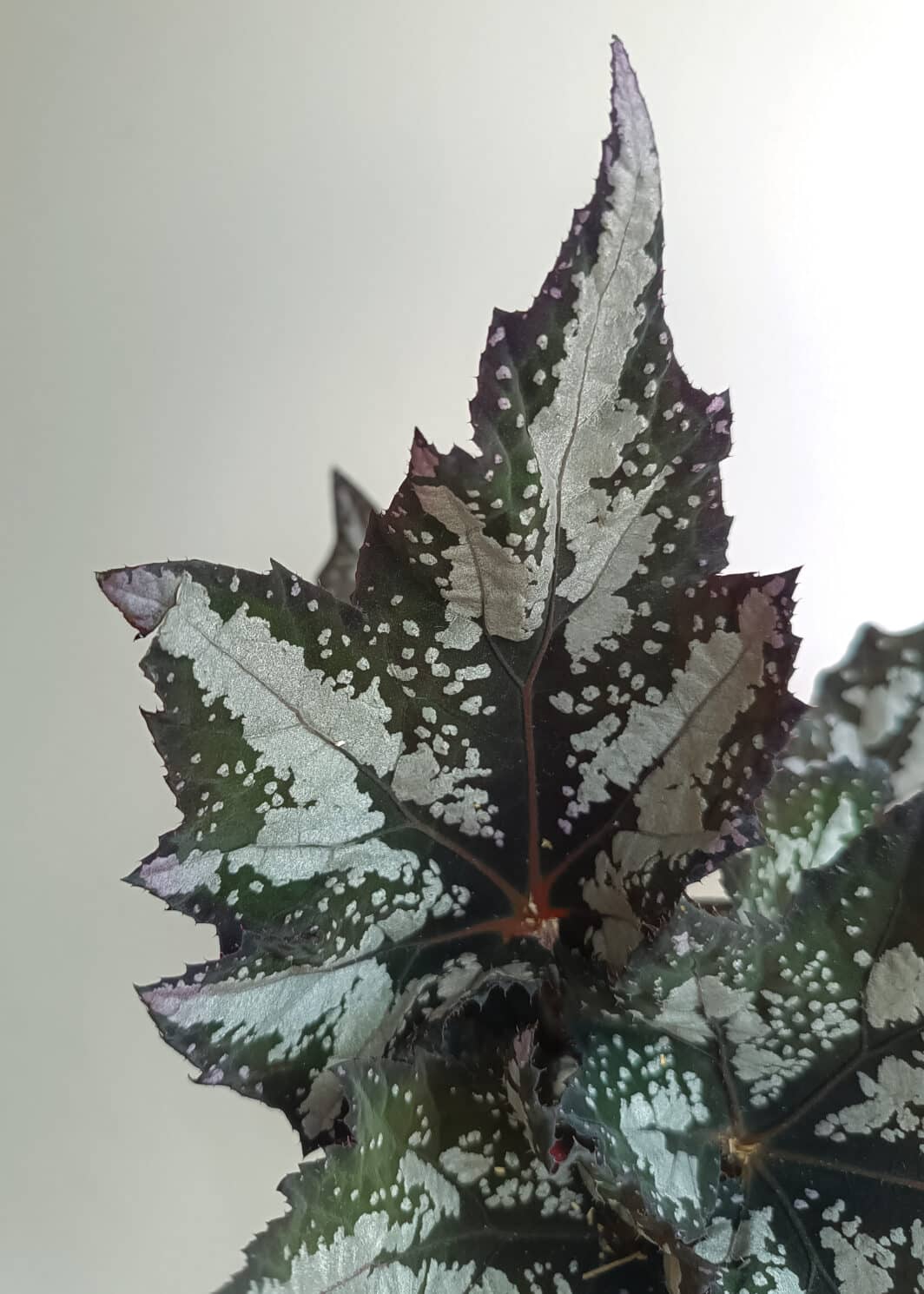 Begonia Bewitched Wintergreen