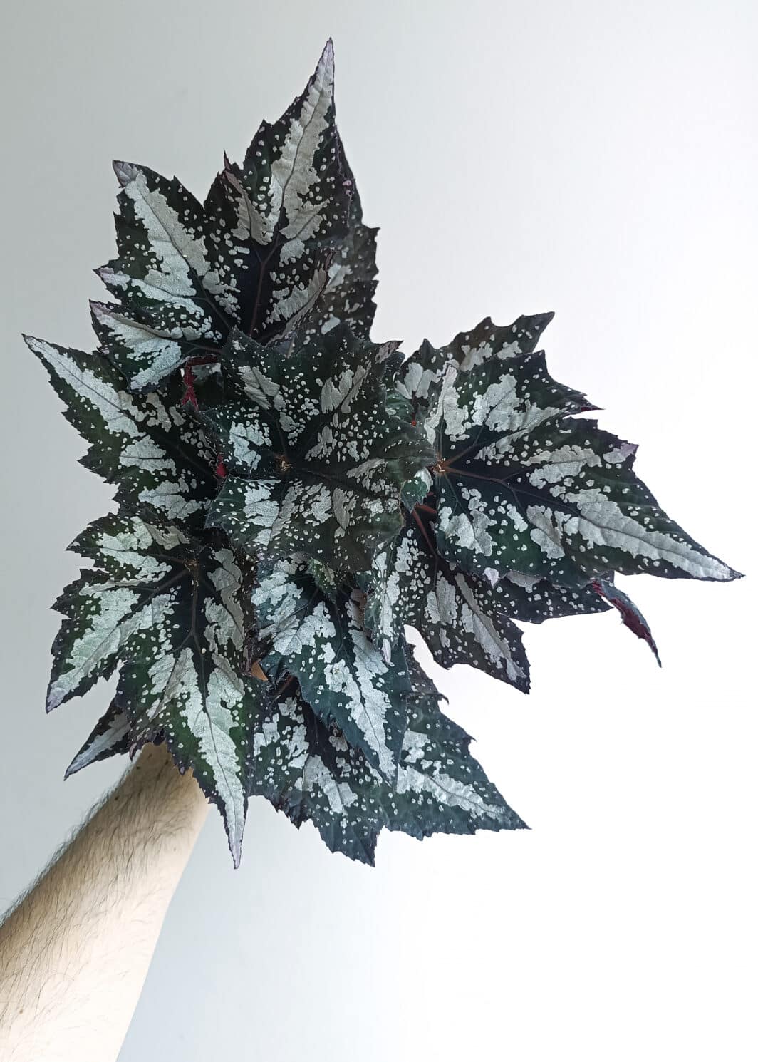 Begonia Bewitched Wintergreen