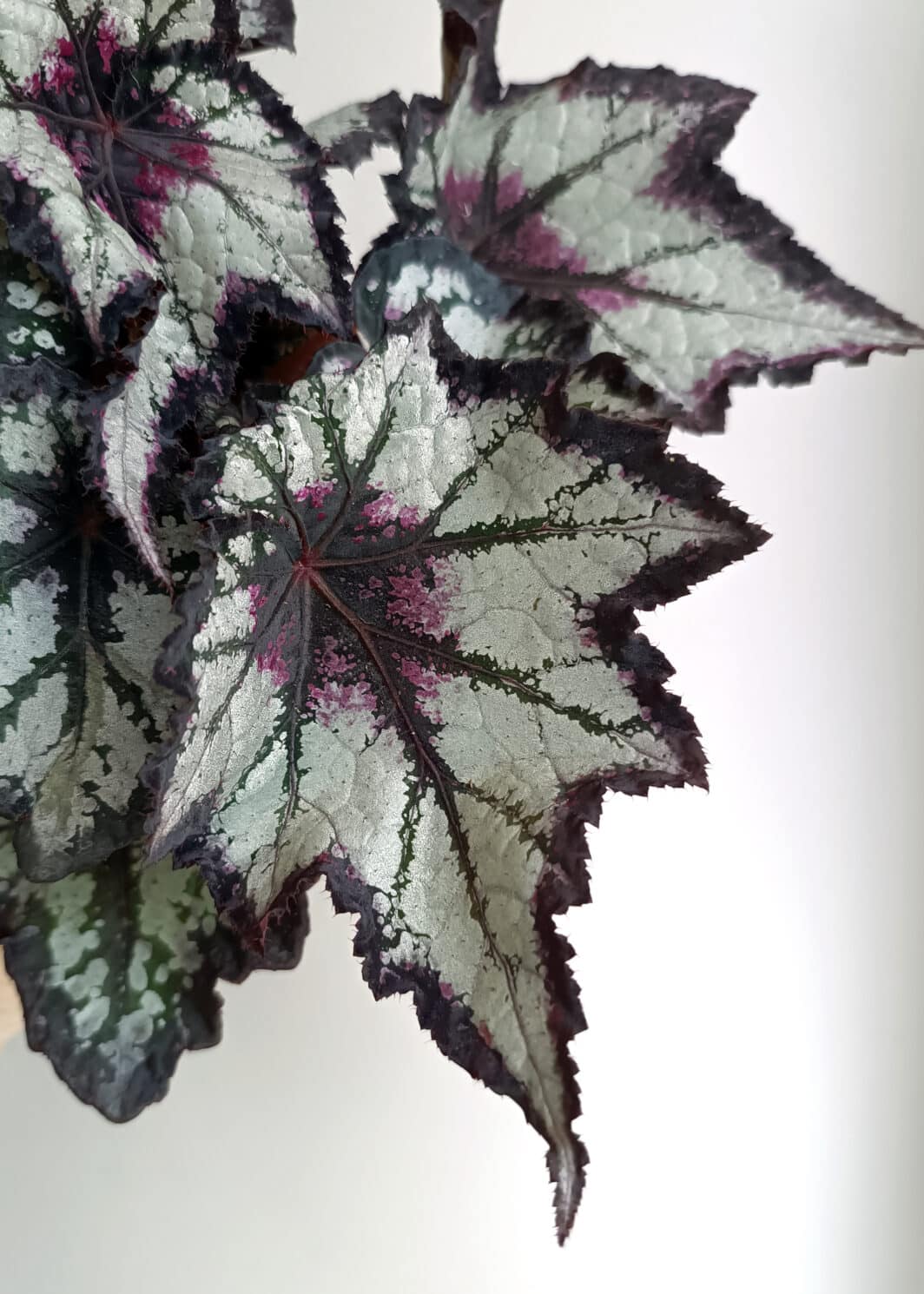 Begonia Bewitched Night Owl