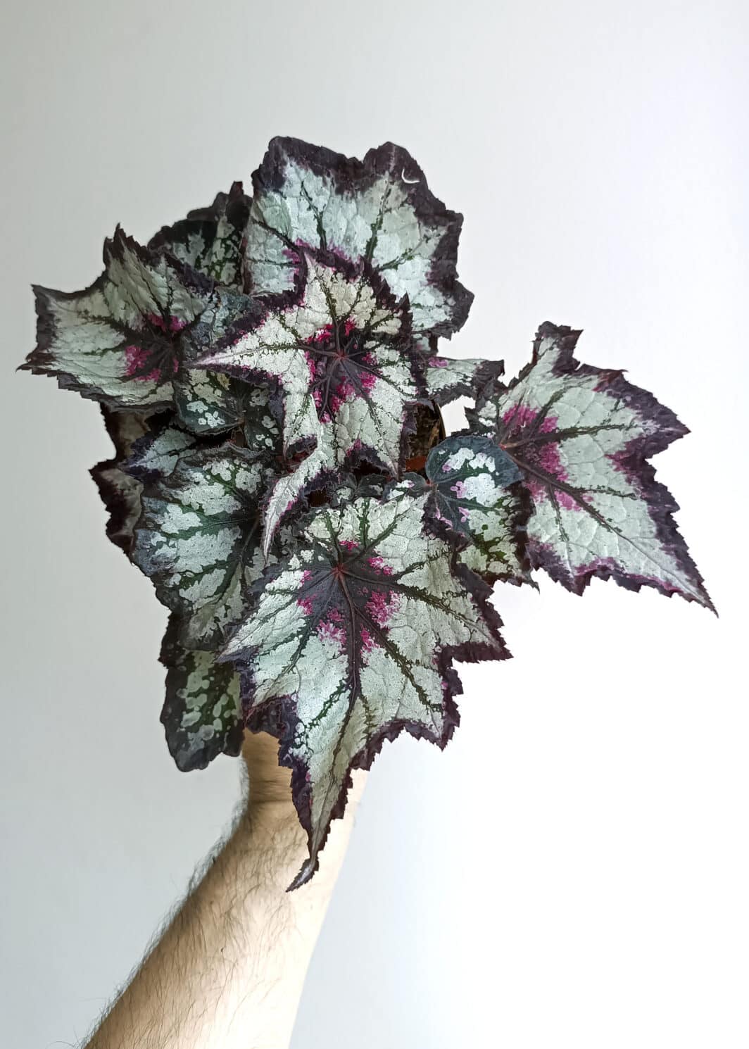 Begonia Bewitched Night Owl