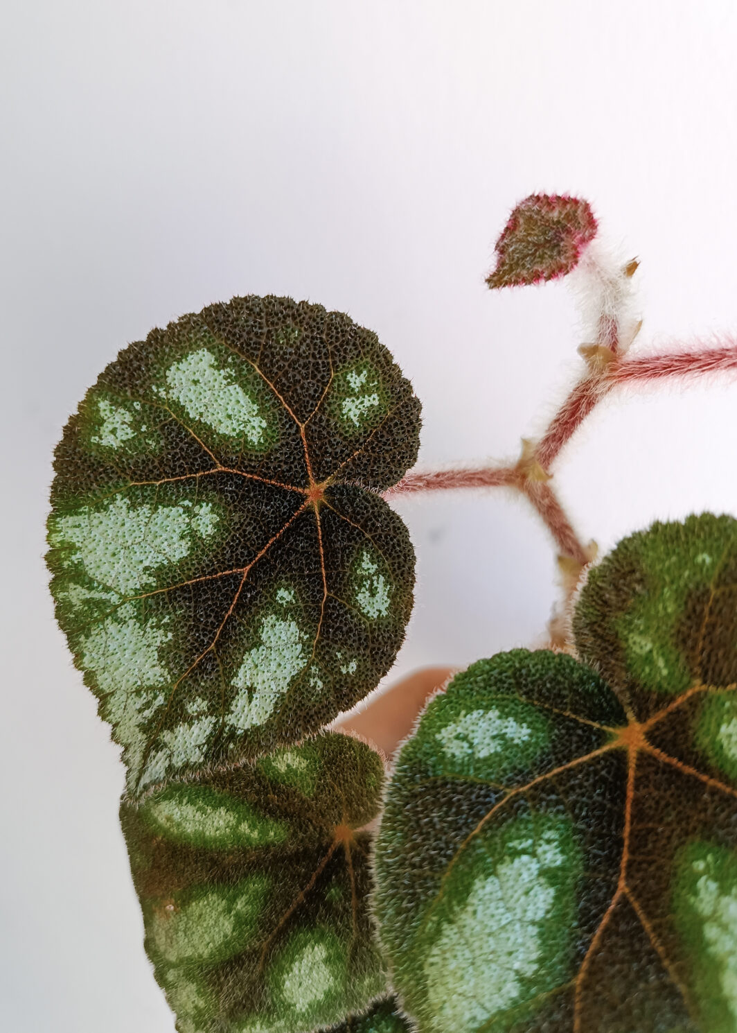 Begonia sp. Ngoc Lac