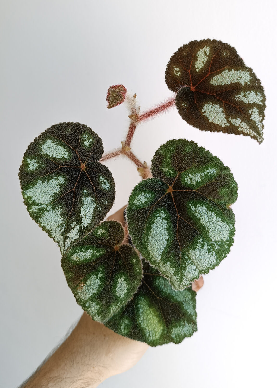 Begonia sp. Ngoc Lac