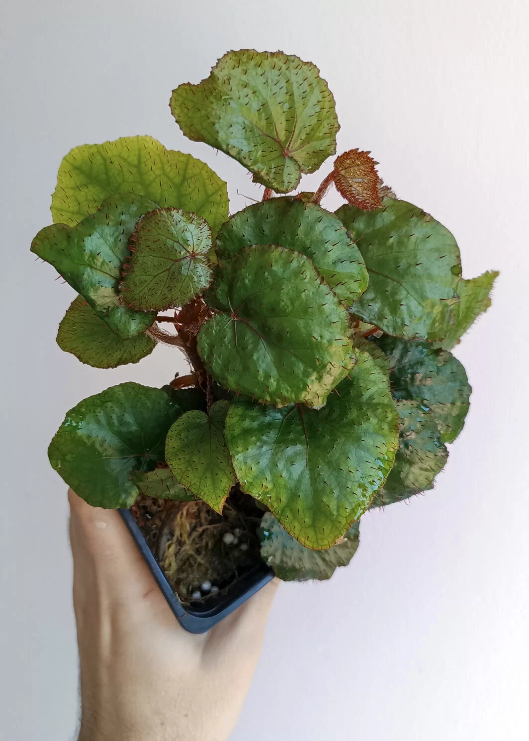 Begonia limprichtii