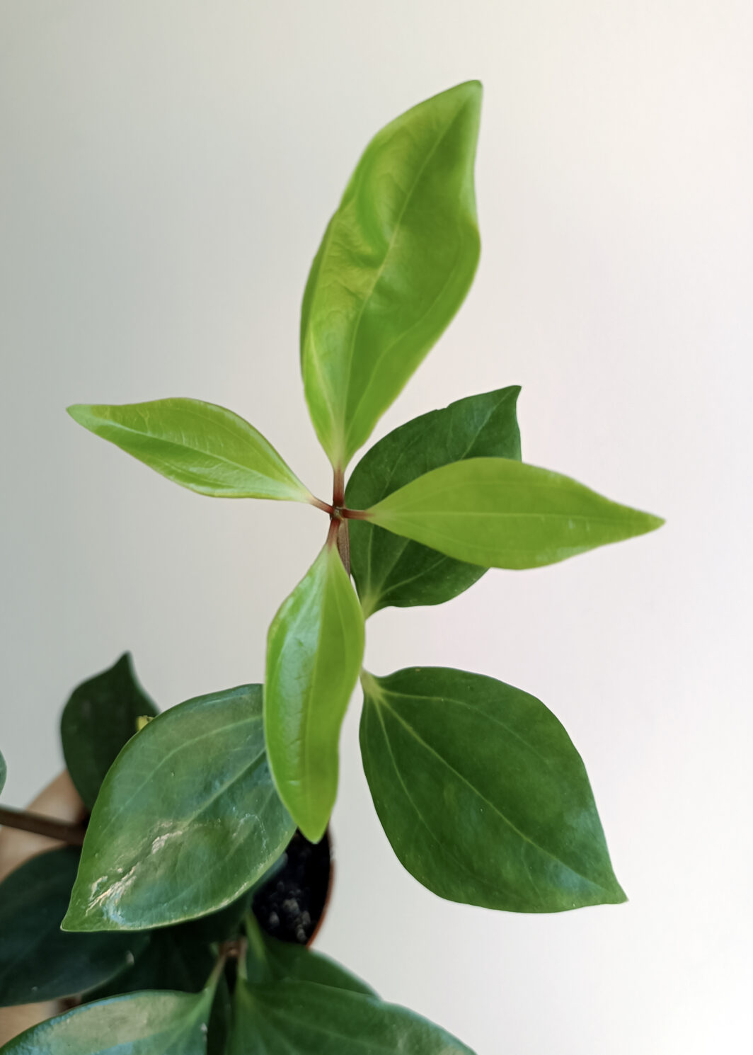 Peperomia pereskiifolia