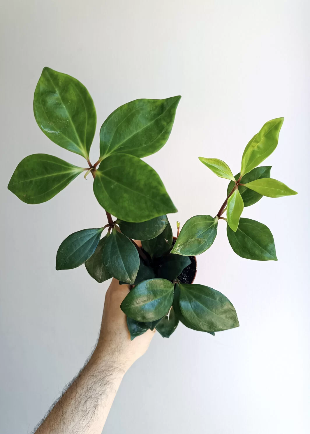 Peperomia pereskiifolia