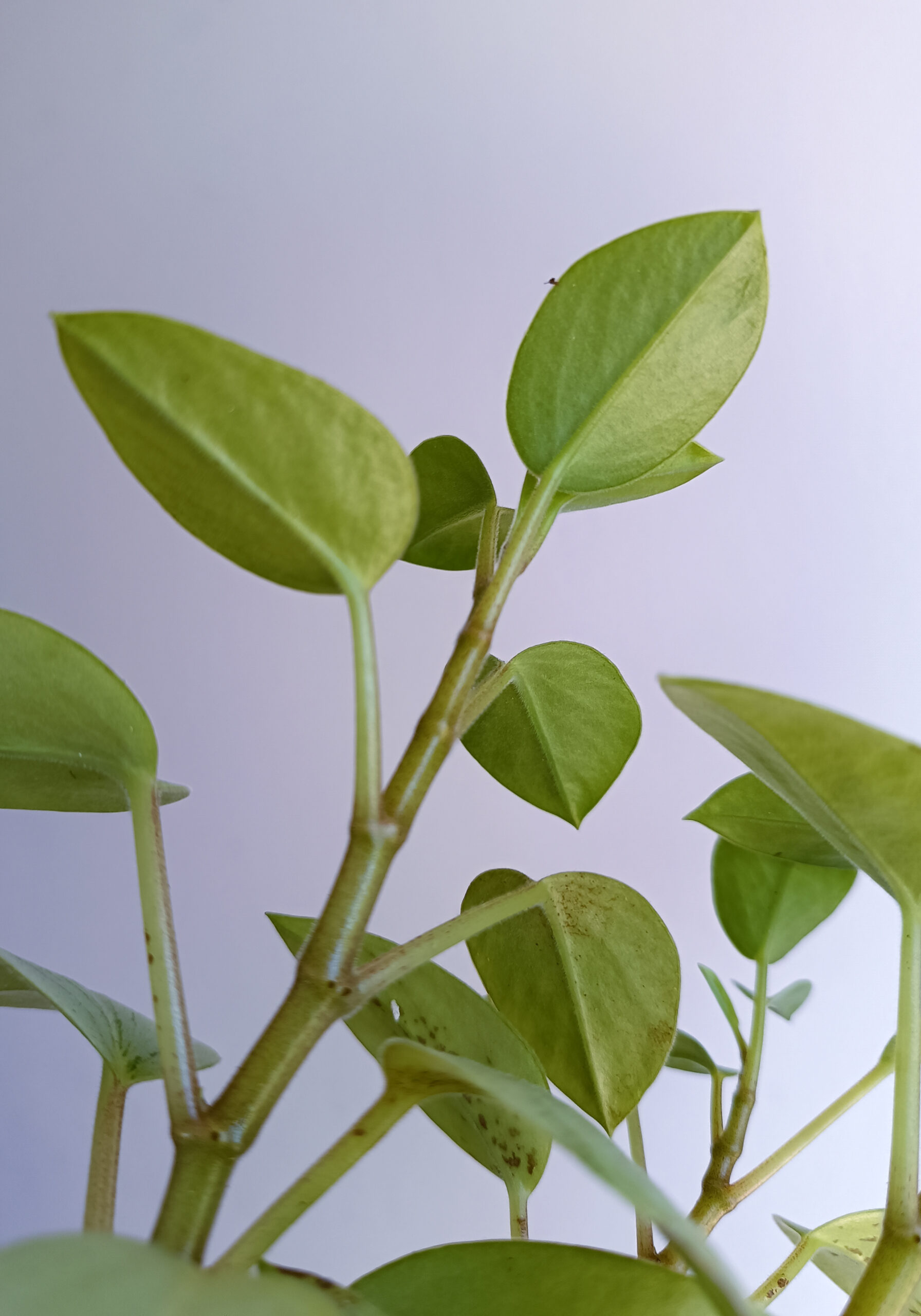 begonias y más Peperomia Pixie Arenal 3 Peperomia Pixie Arenal