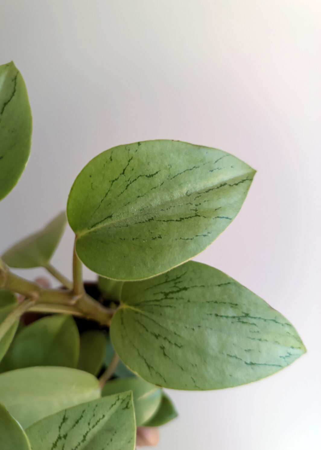 Peperomia Pixie Arenal