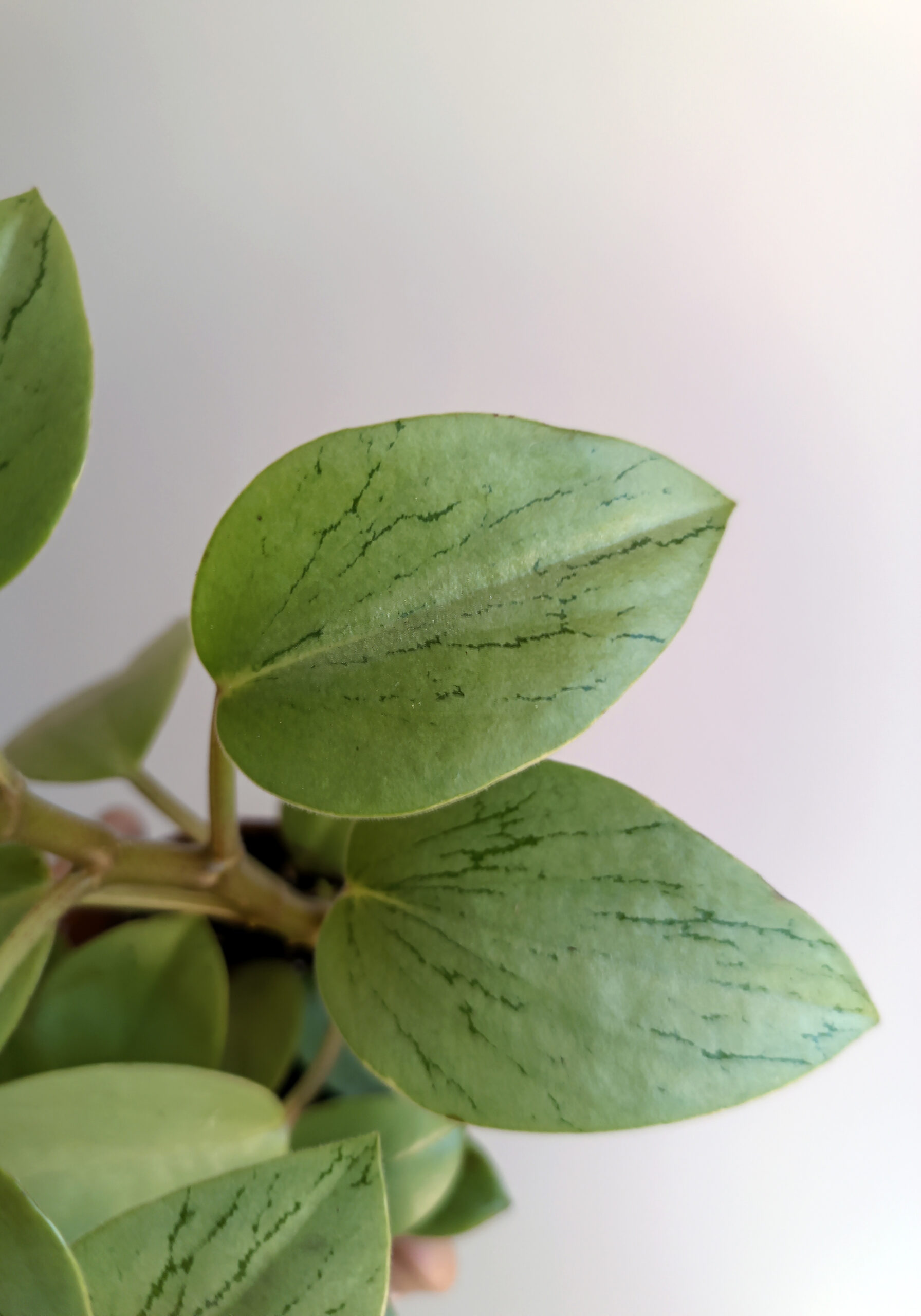 begonias y más Peperomia Pixie Arenal 2 Peperomia Pixie Arenal