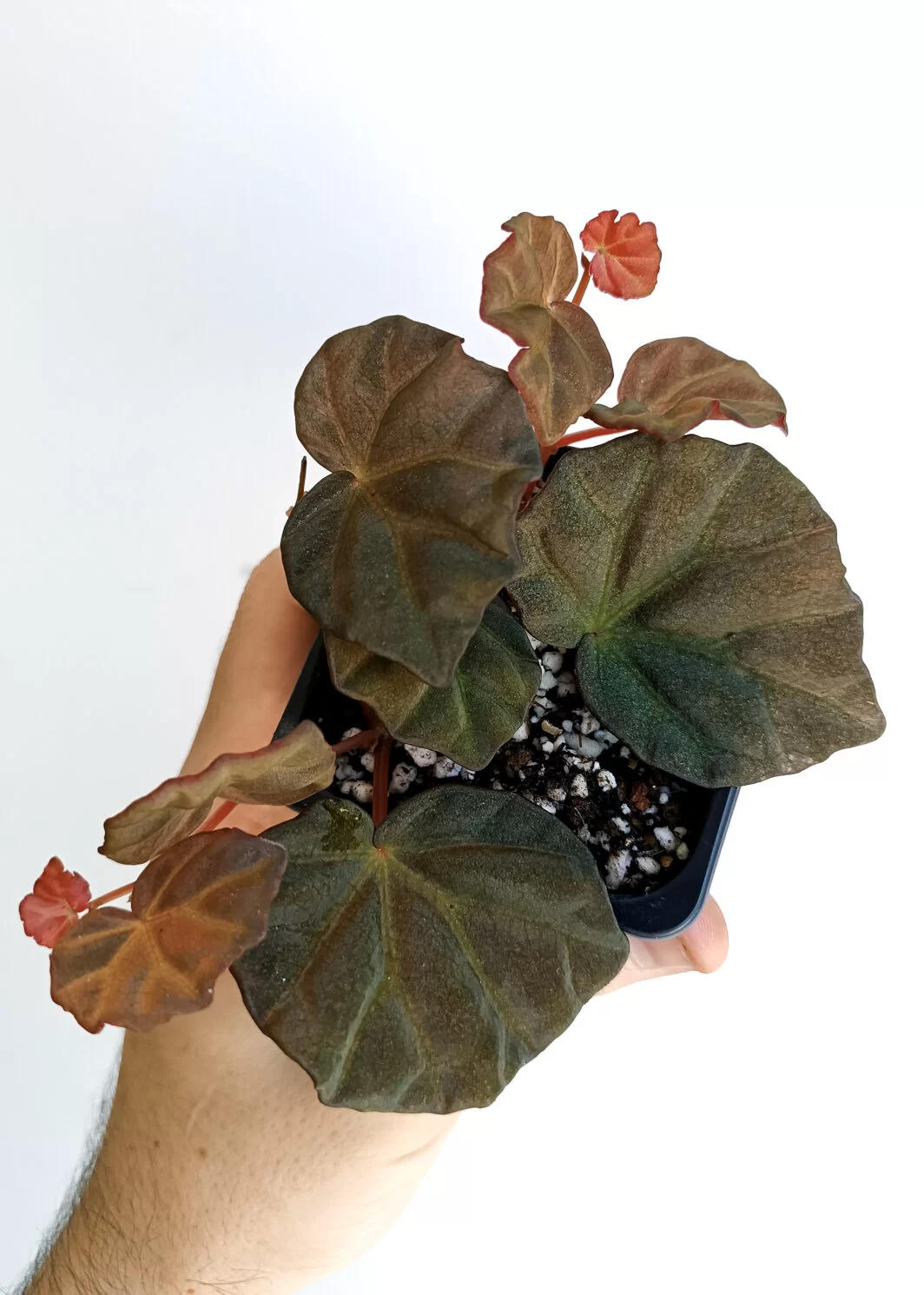 Begonia sp. sarawak