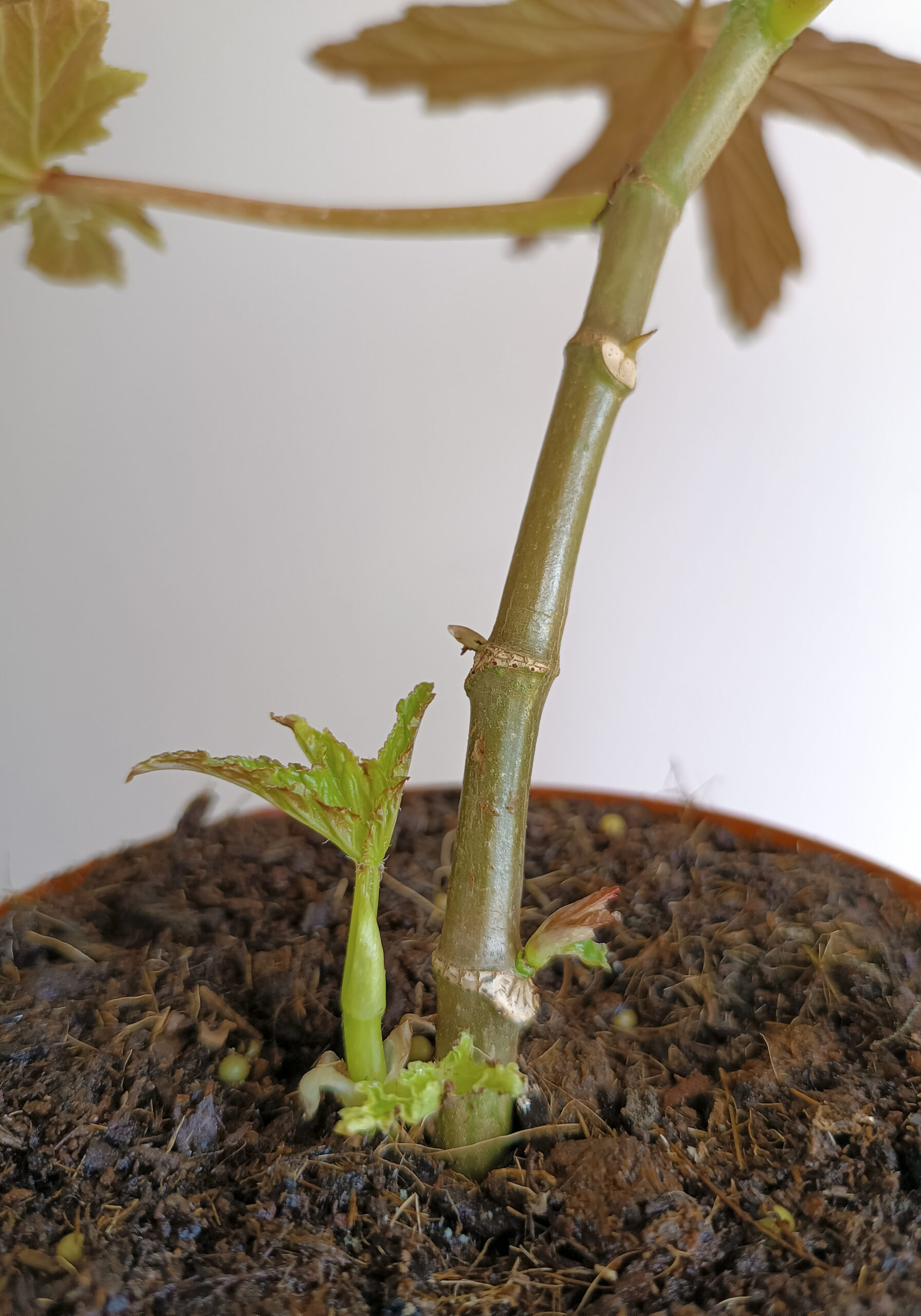 begonias y más Begonia gardneri 3 Begonia gardneri