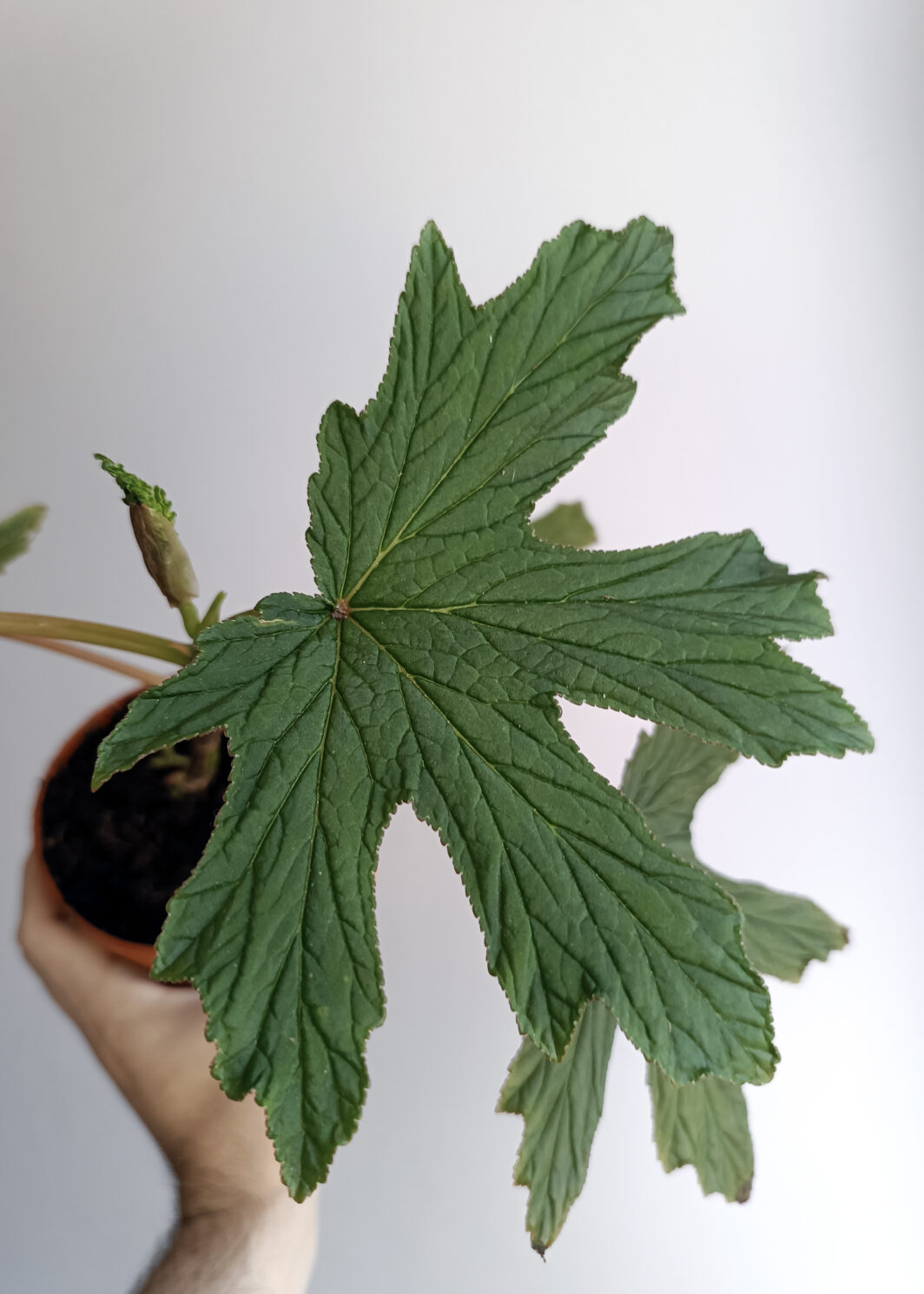 Begonia gardneri