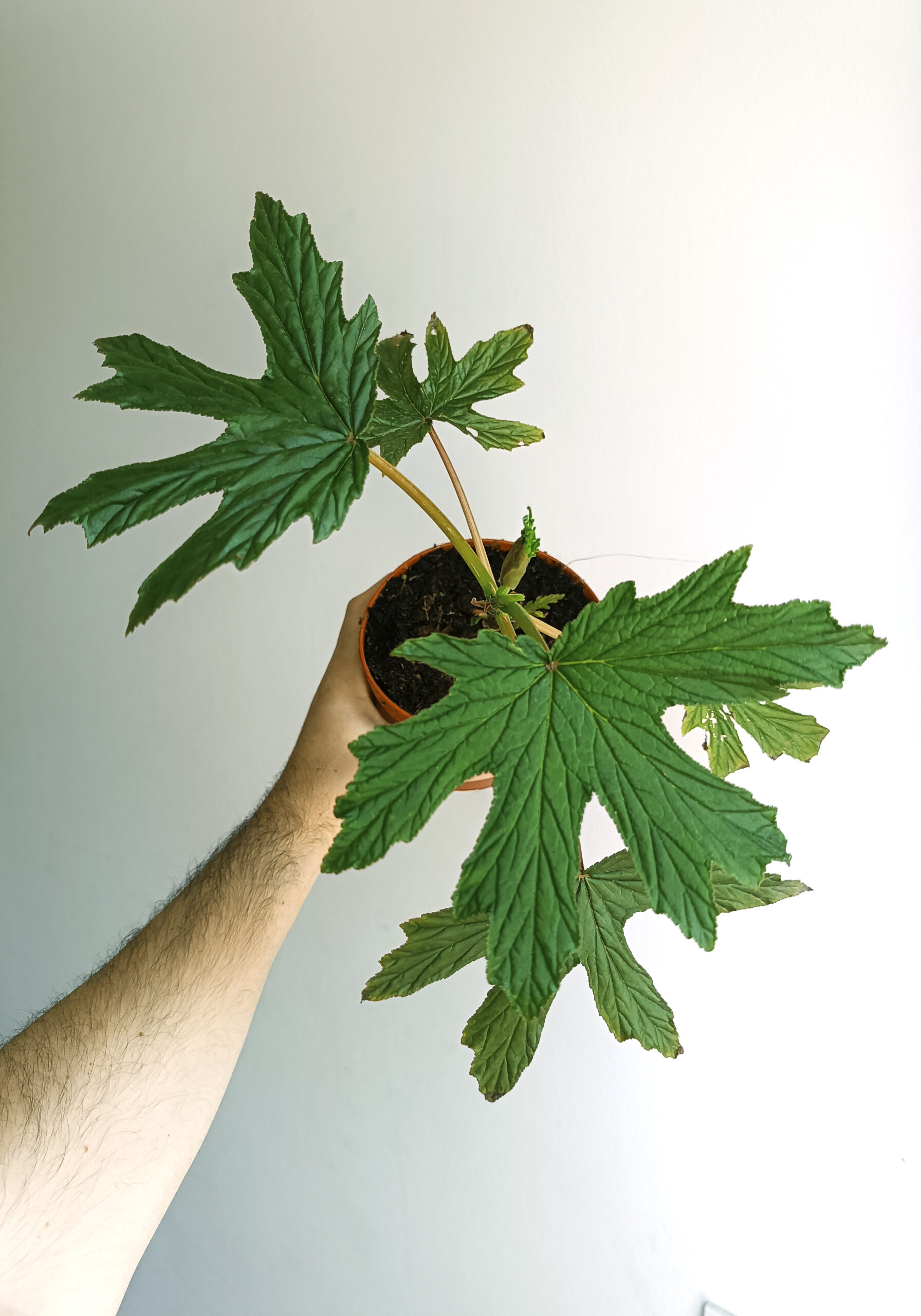 begonias y más Begonia gardneri 1 Begonia gardneri