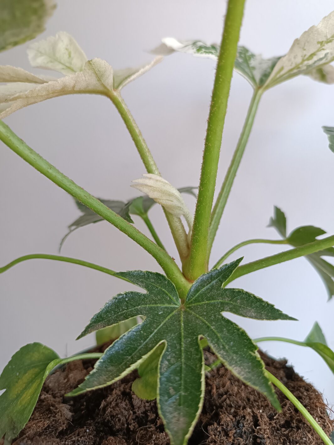 Fatsia japonica variegata