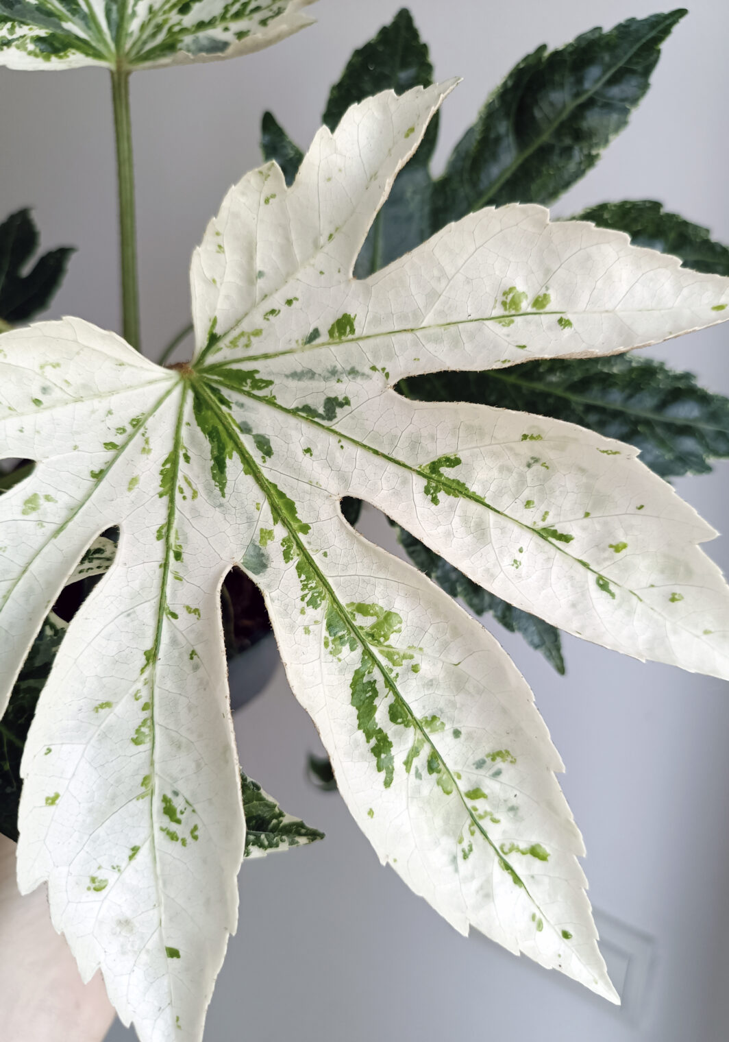 Fatsia japonica variegata