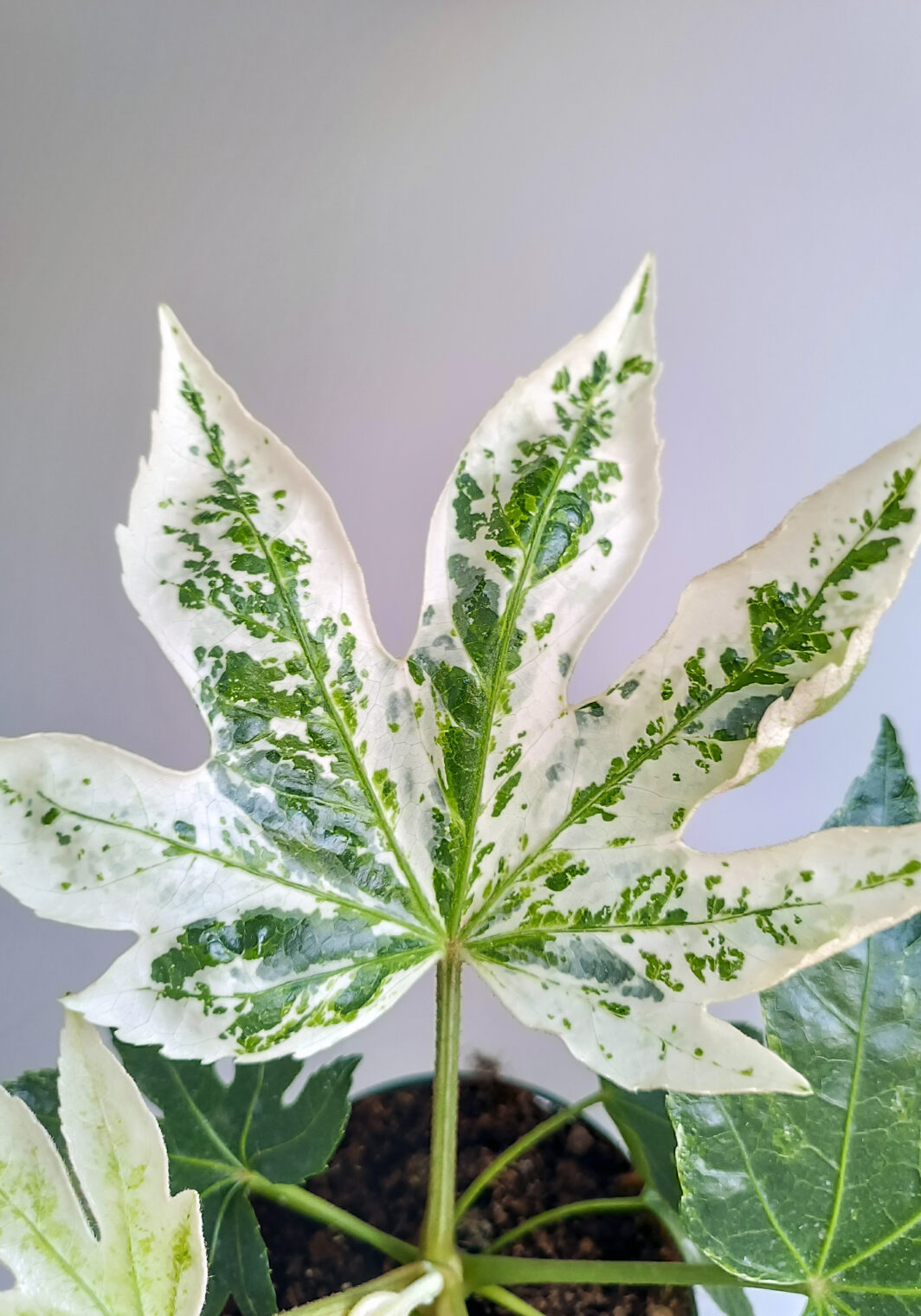 Fatsia japonica variegata