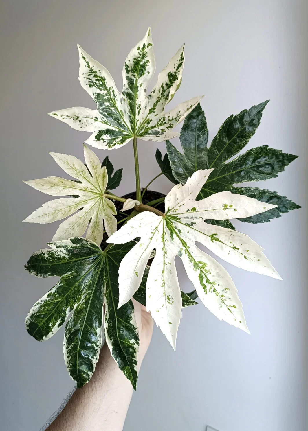 Fatsia japonica variegata