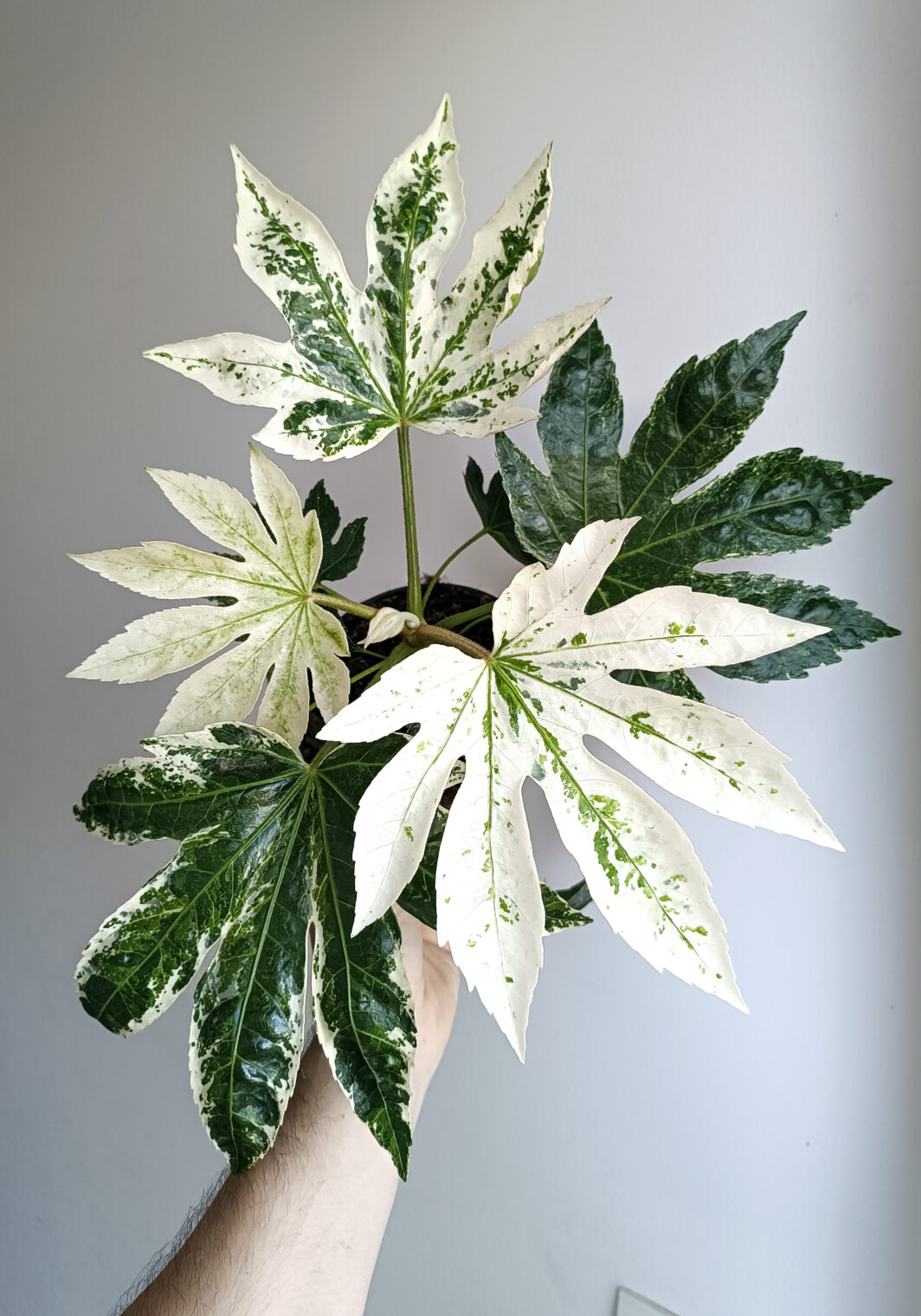 Fatsia japonica variegata
