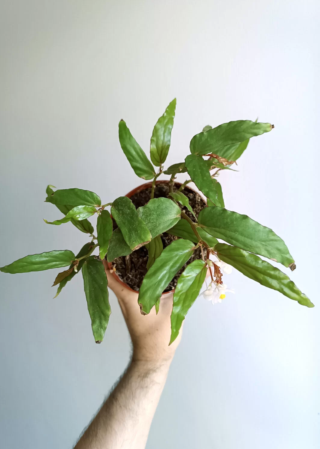 Begonia boisiana