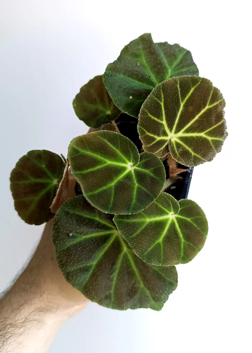 Begonia olsoniae