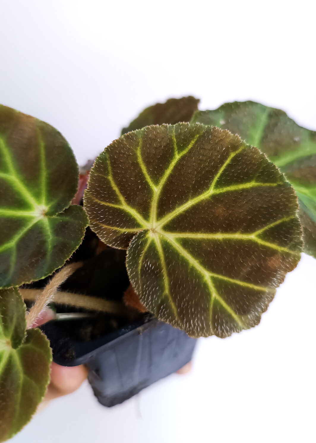 Begonia olsoniae