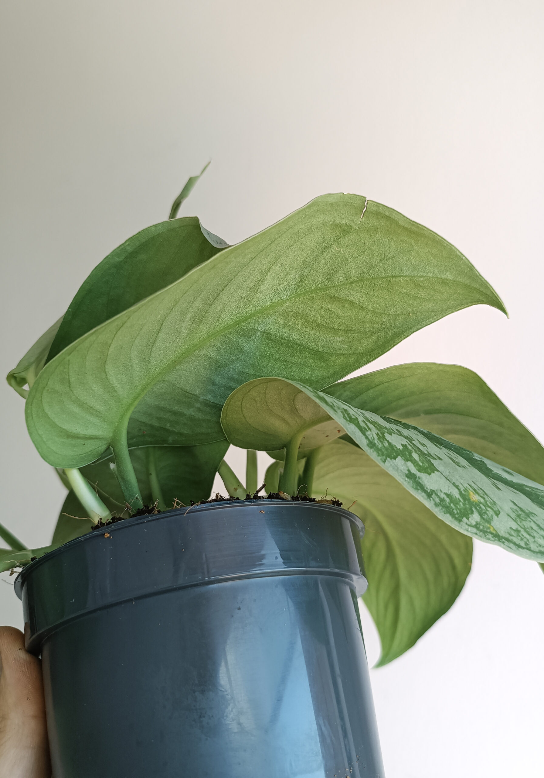 begonias y más Scindapsus pictus Exotica 3 Scindapsus pictus Exotica