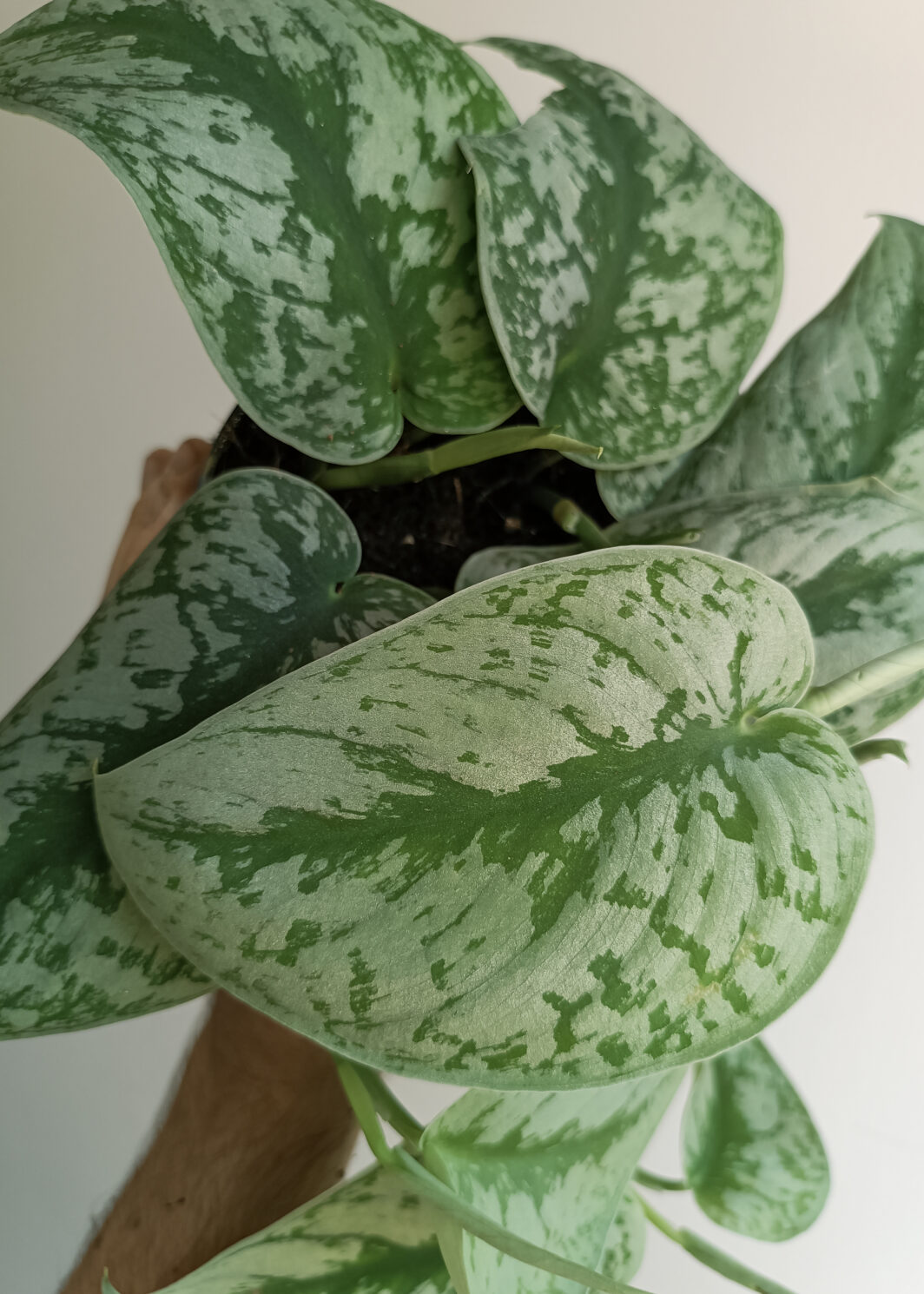 Scindapsus pictus Exotica