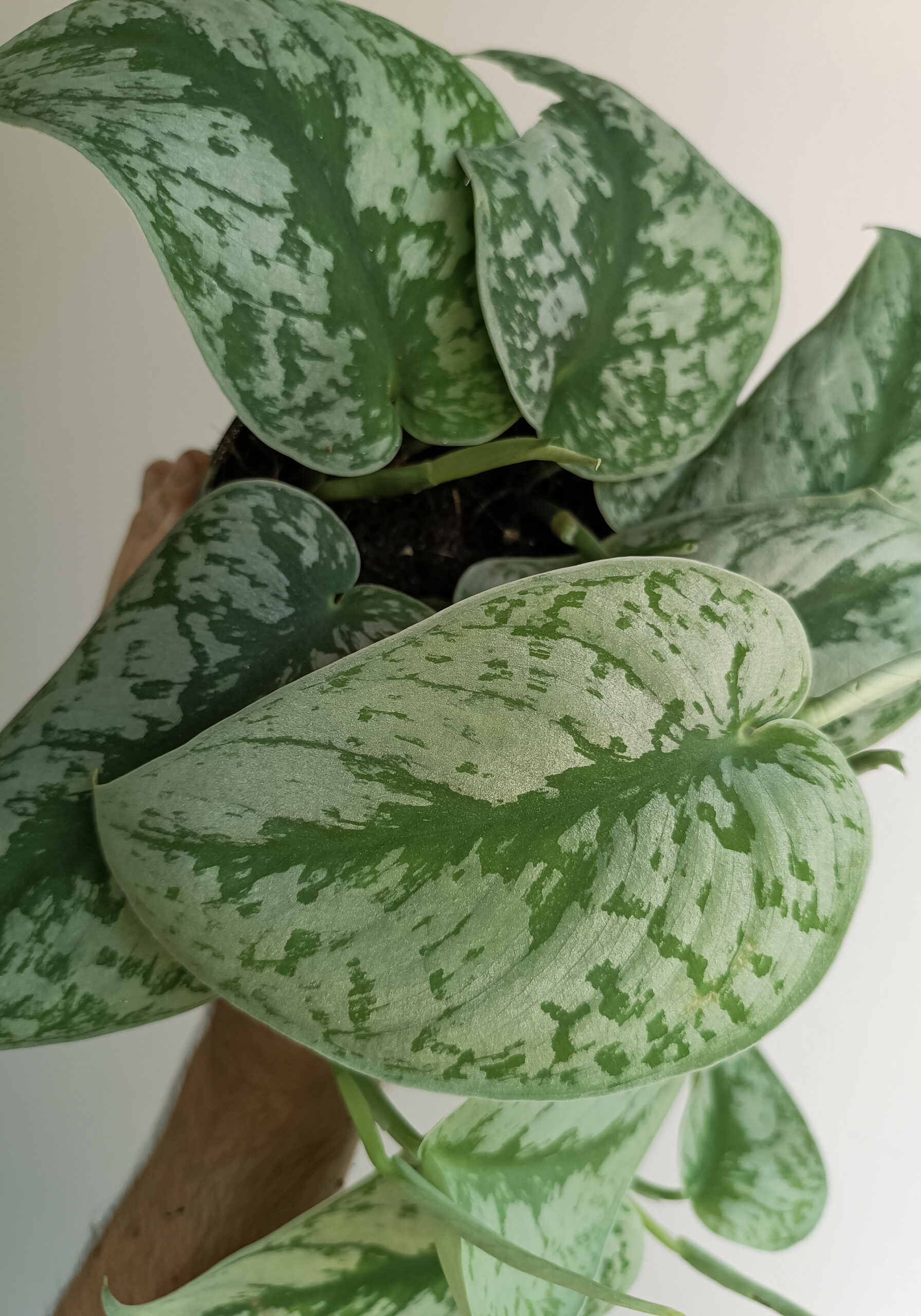 begonias y más Scindapsus pictus Exotica 2 Scindapsus pictus Exotica