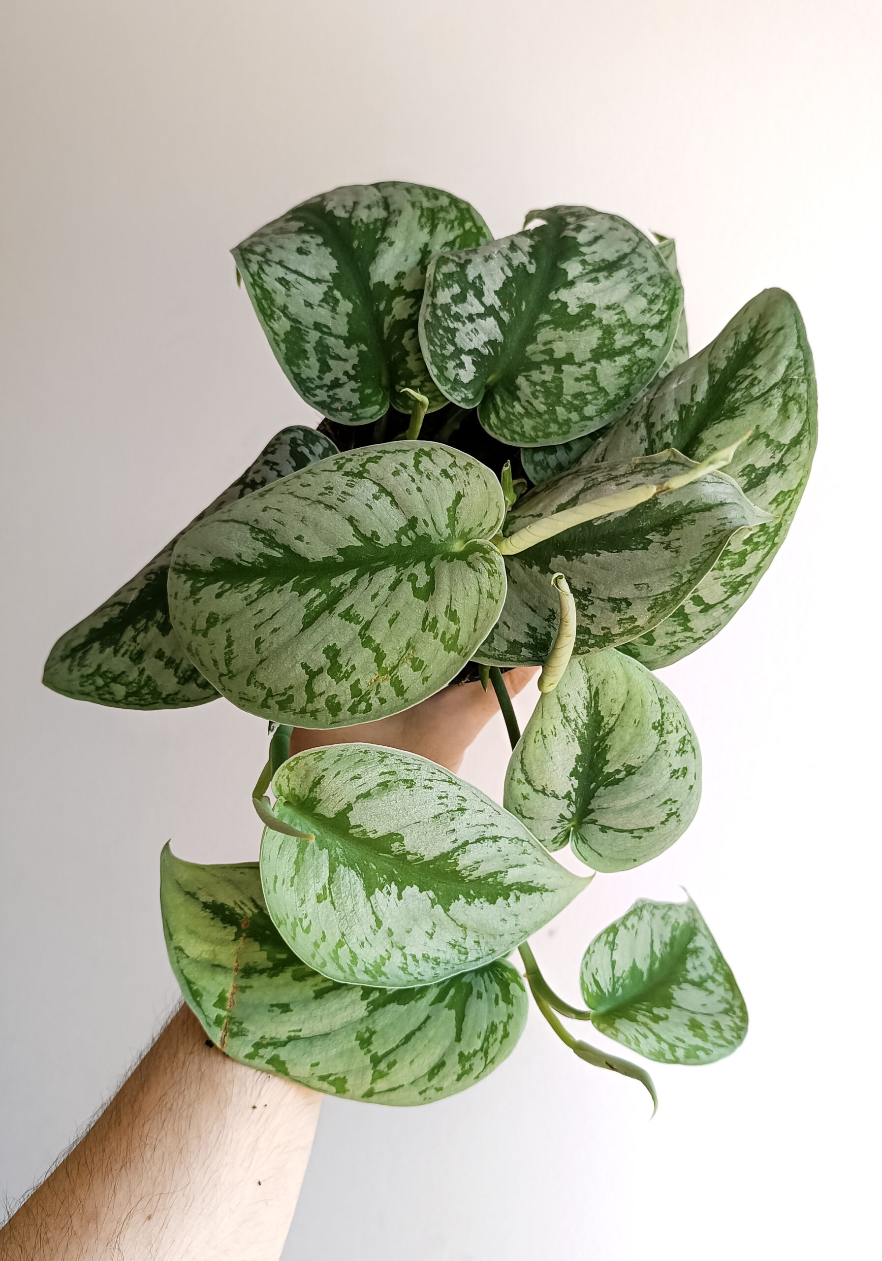 begonias y más Scindapsus pictus Exotica 1 Scindapsus pictus Exotica