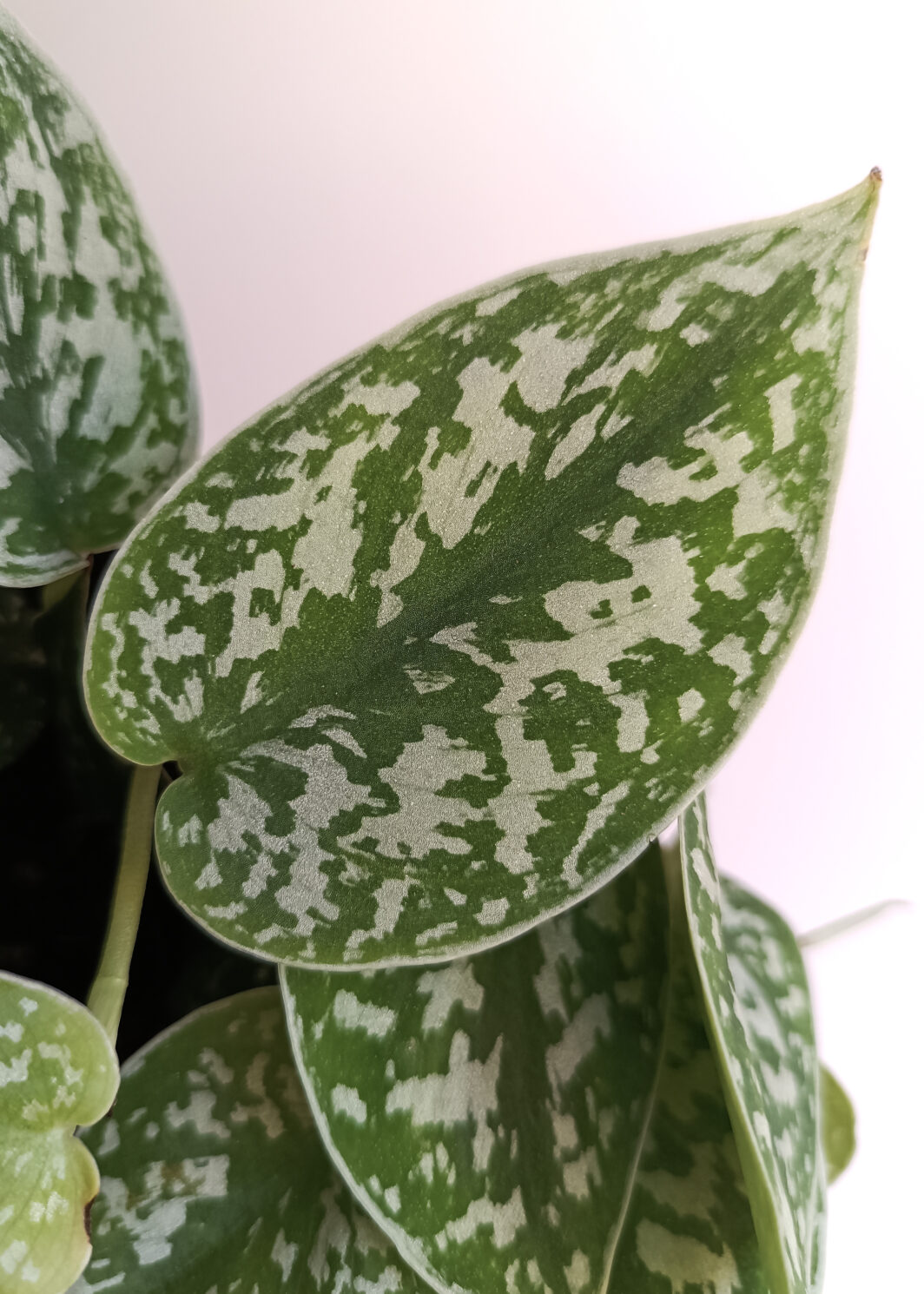 Scindapsus pictus Argyraeus