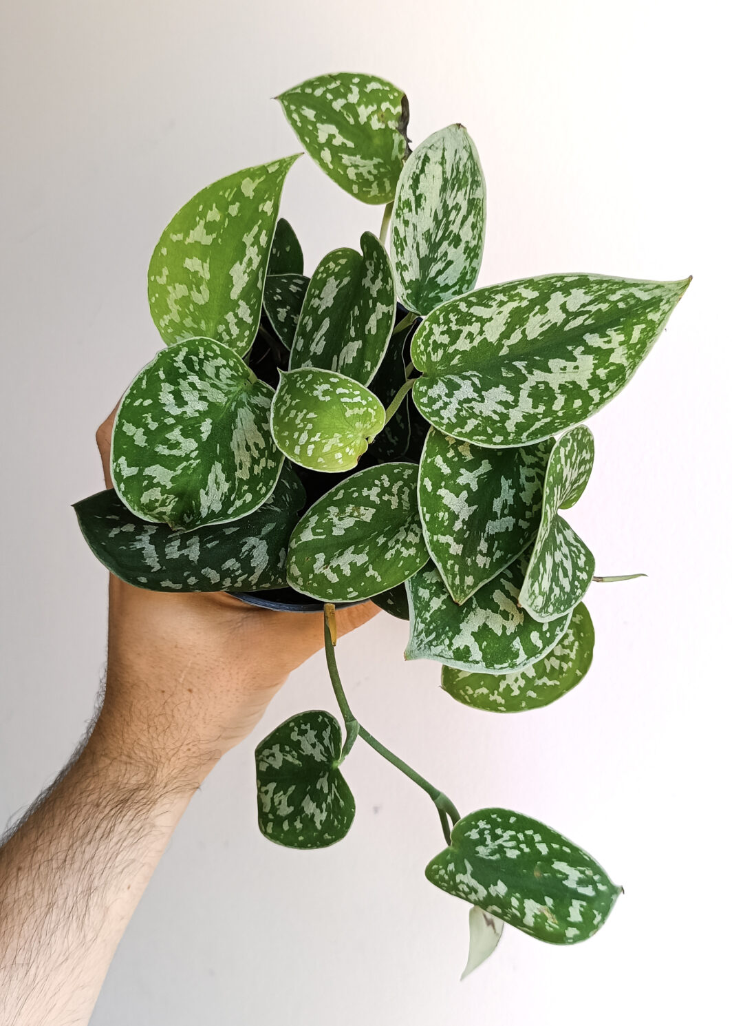 Scindapsus pictus Argyraeus