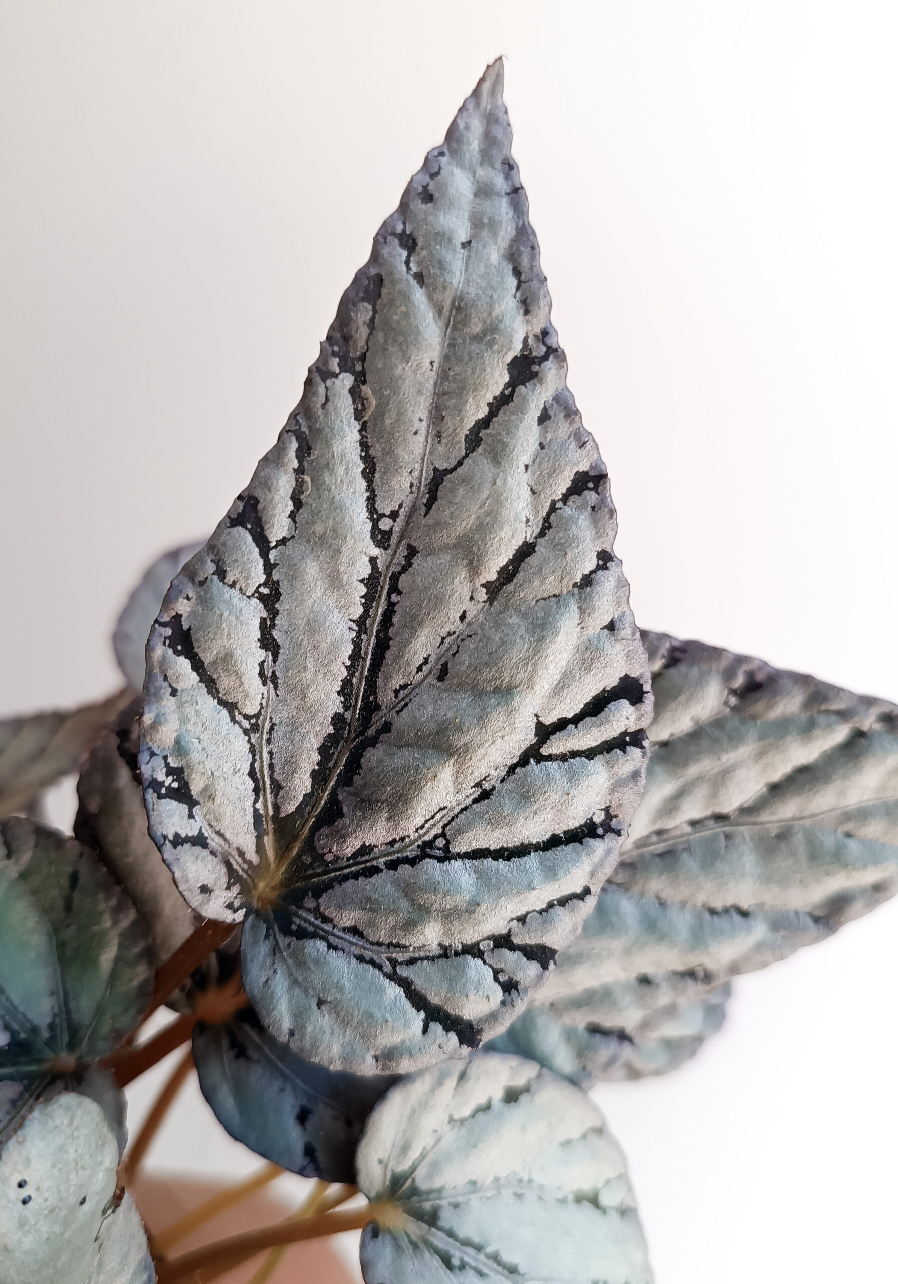 begonias y más Begonia Artic Breeze 2 Begonia Artic Breeze