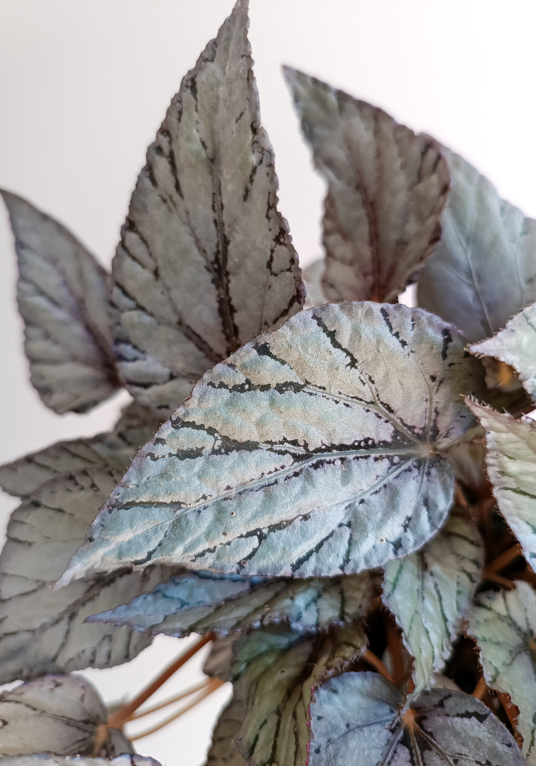 begonias y más Begonia Artic Breeze 4 Begonia Artic Breeze