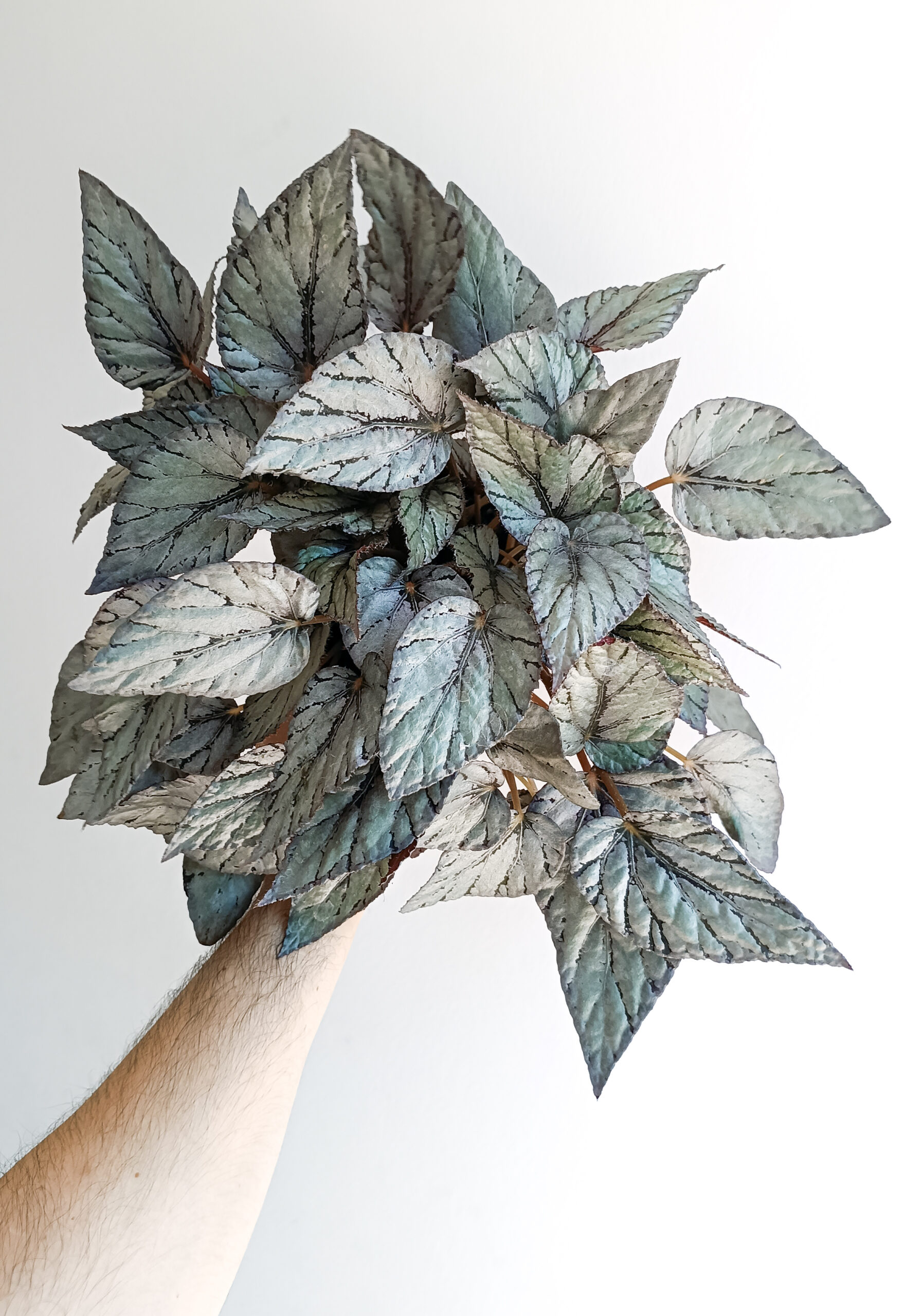begonias y más Begonia Artic Breeze 1 Begonia Artic Breeze