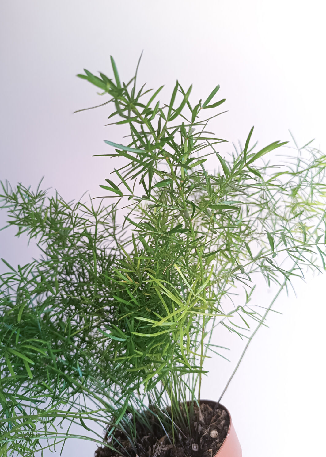 Asparagus densiflorus Sprengeri